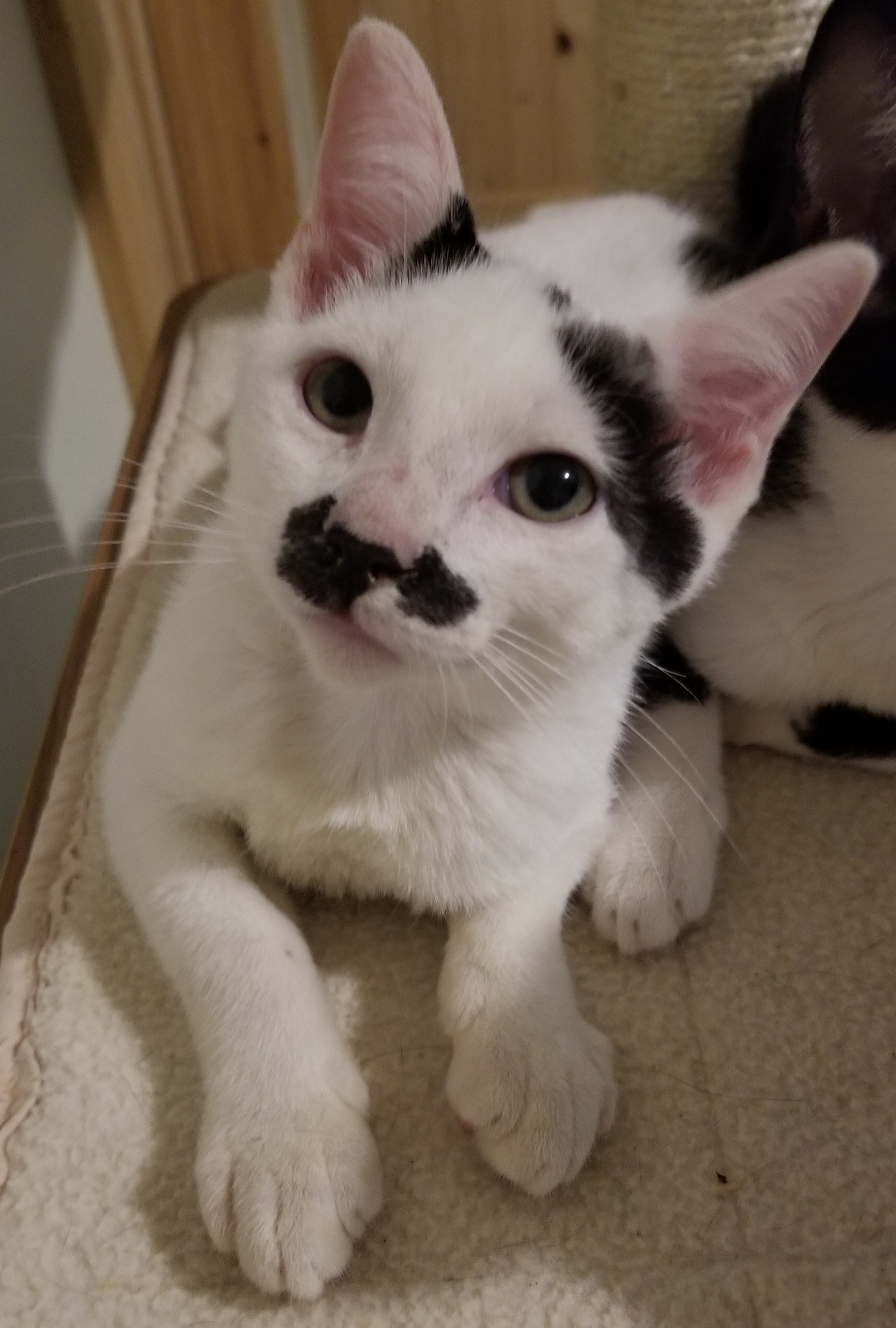 Dipper, a Adoptable Domestic Short Hair in Ellijay, GA image 1/12