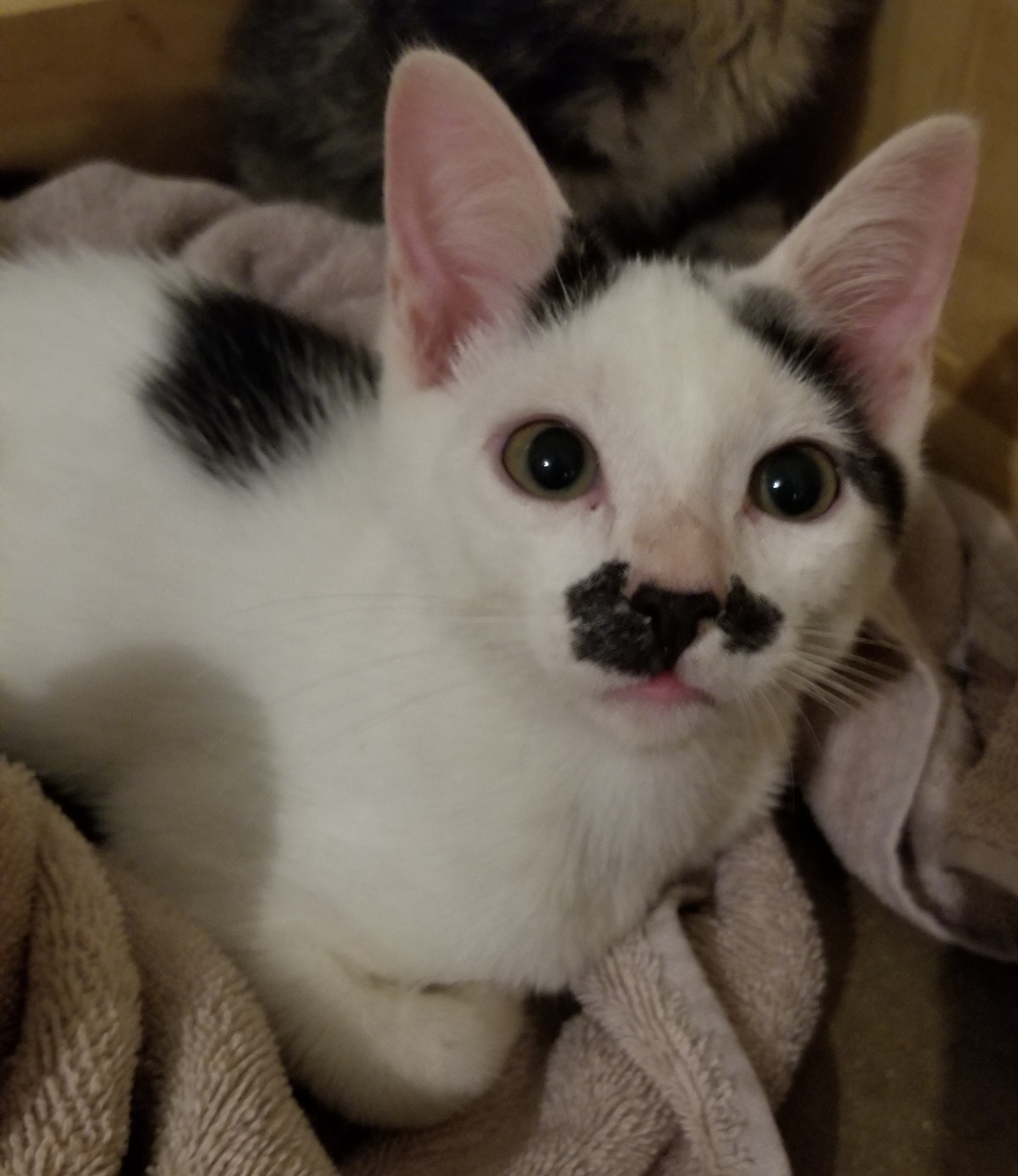 Dipper, a Adoptable Domestic Short Hair in Ellijay, GA image 2/12