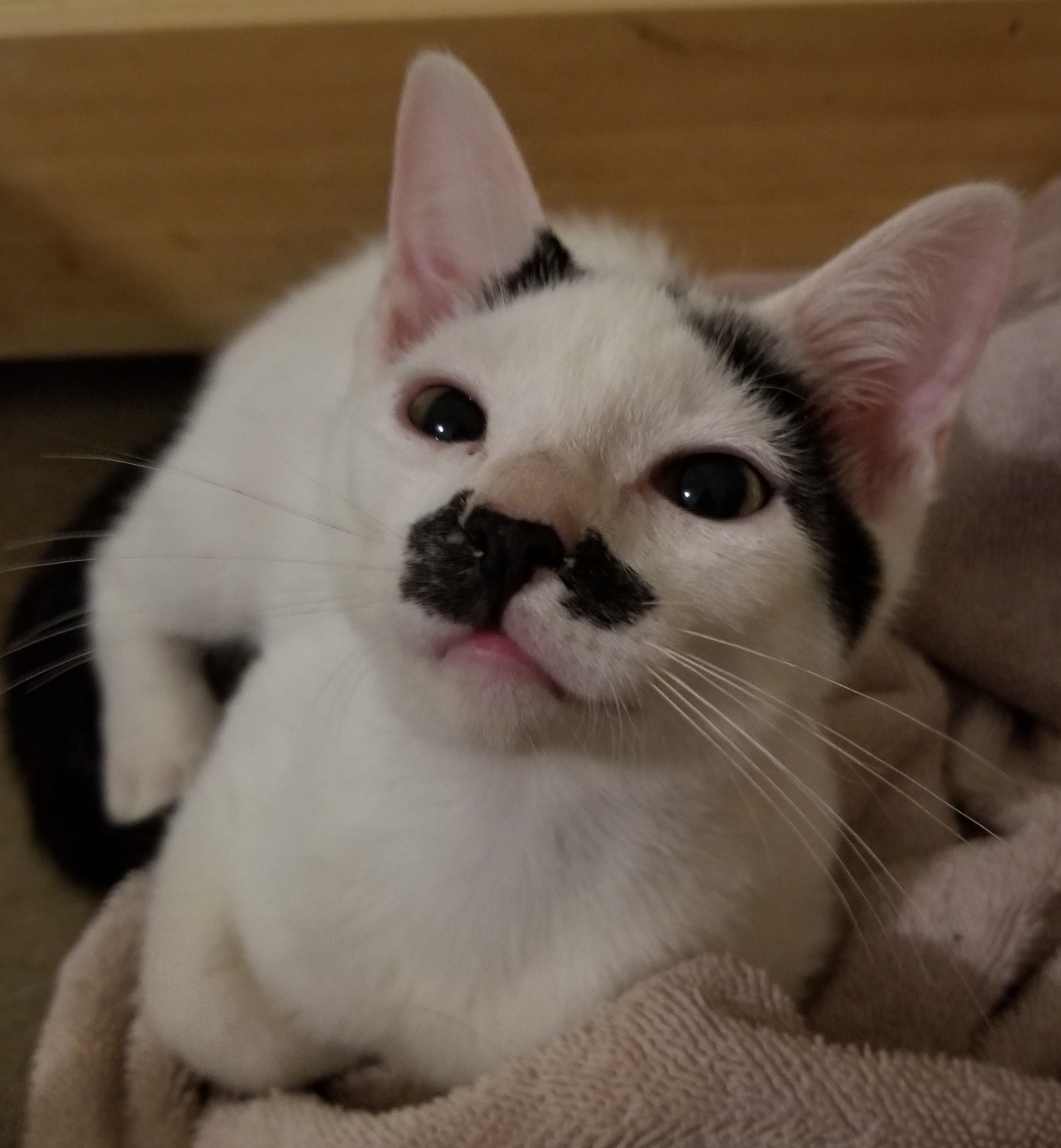 Dipper, a Adoptable Domestic Short Hair in Ellijay, GA image 4/12