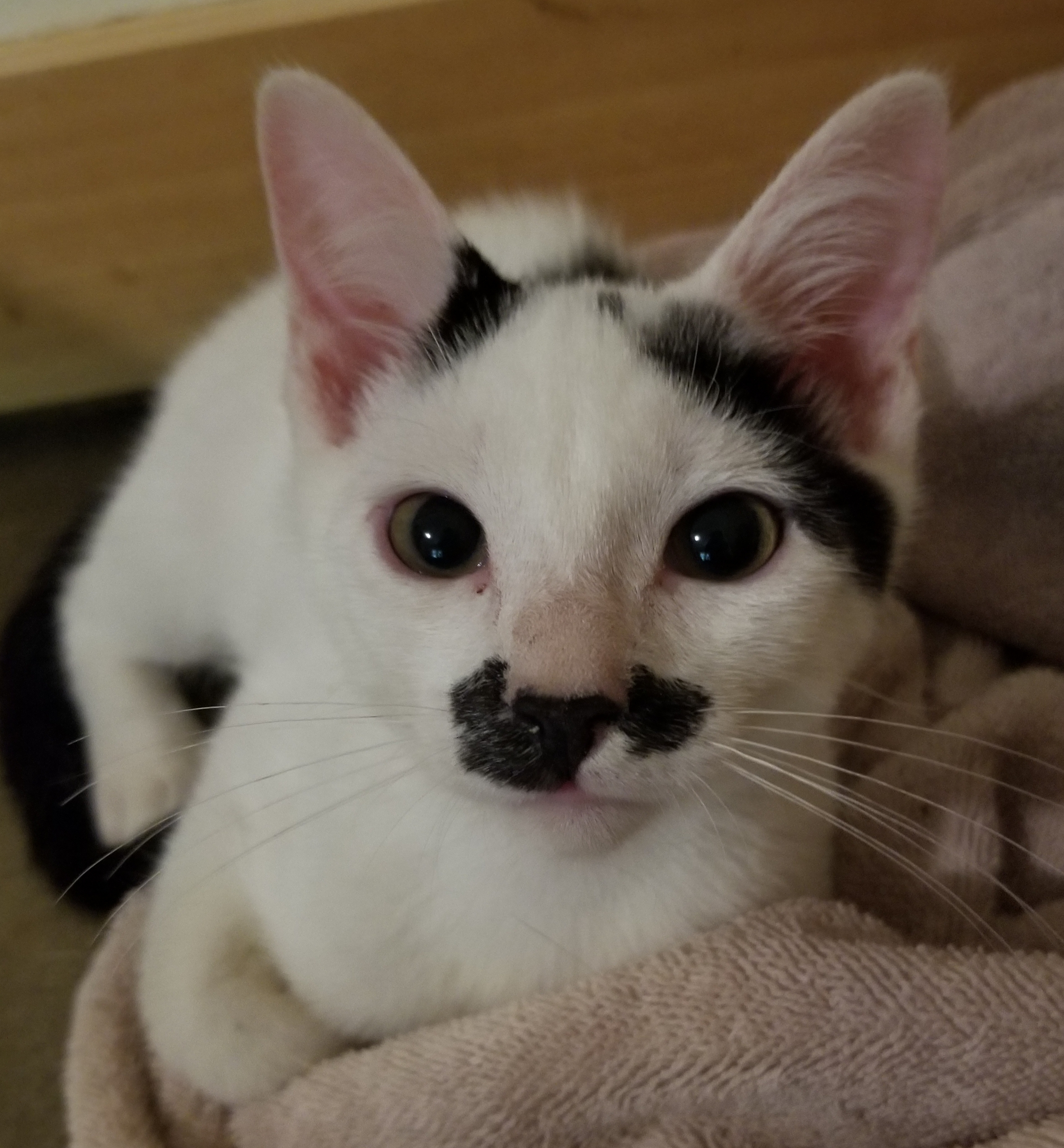 Dipper, a Adoptable Domestic Short Hair in Ellijay, GA image 5/12