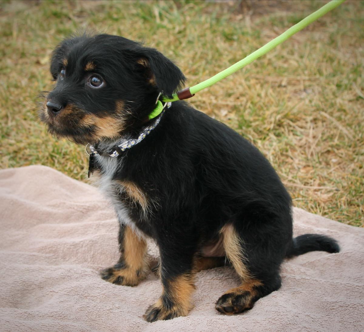 Enlarge Peyton, a ADOPTABLE mixed breed in Albuquerque, NM image 3/5