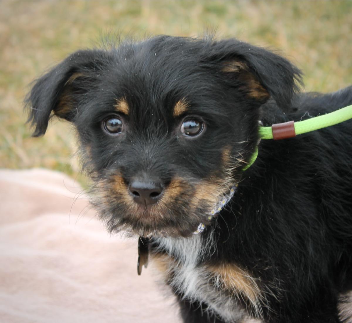 Enlarge Peyton, a ADOPTABLE mixed breed in Albuquerque, NM image 4/5
