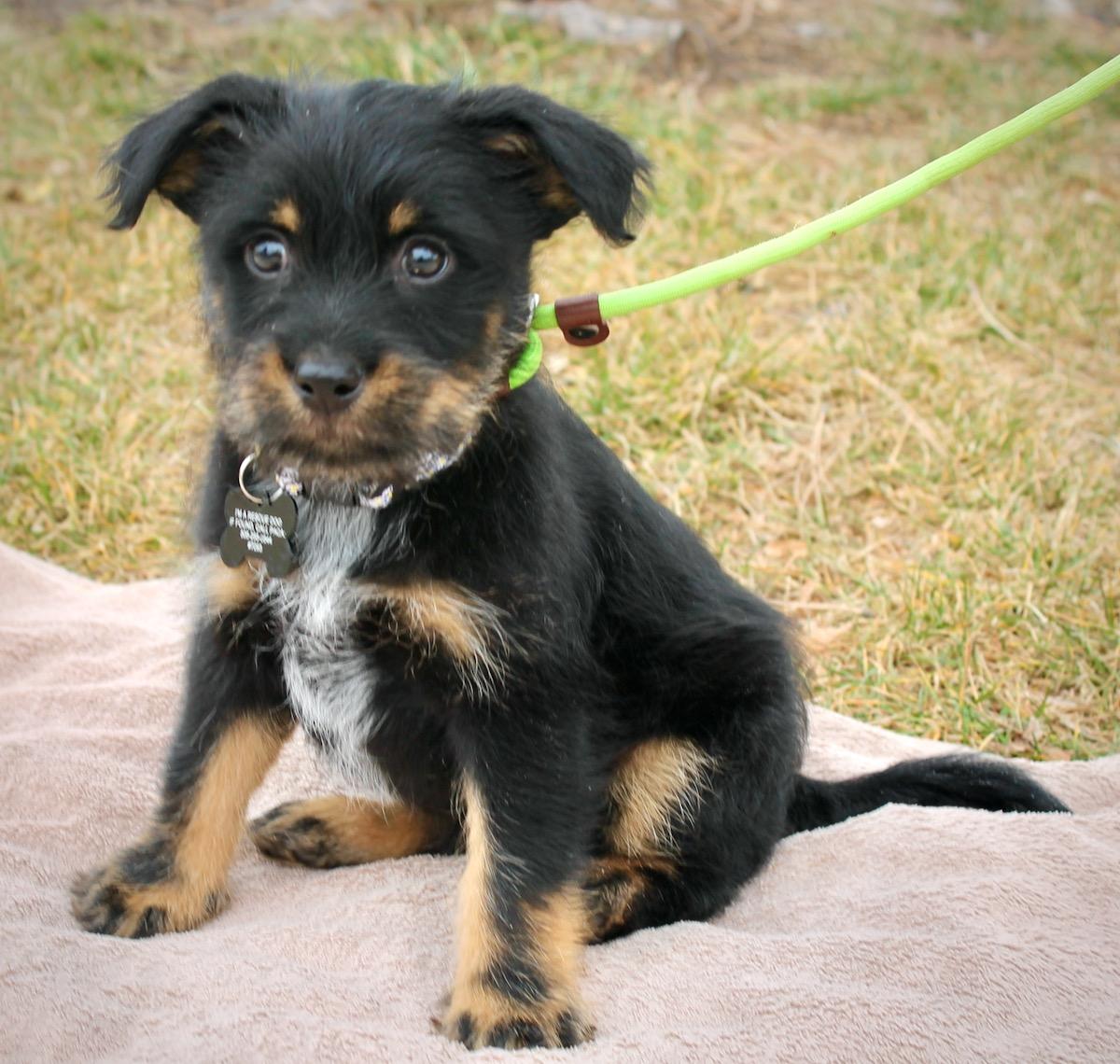 Peyton, ADOPTABLE, Puppy Male Terrier.