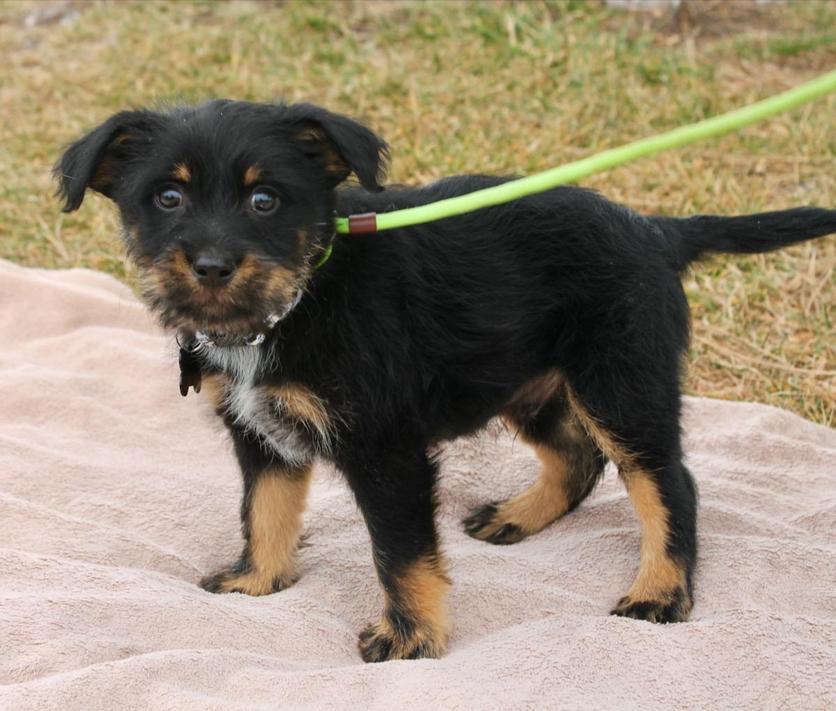 Enlarge Peyton, a ADOPTABLE mixed breed in Albuquerque, NM image 2/5