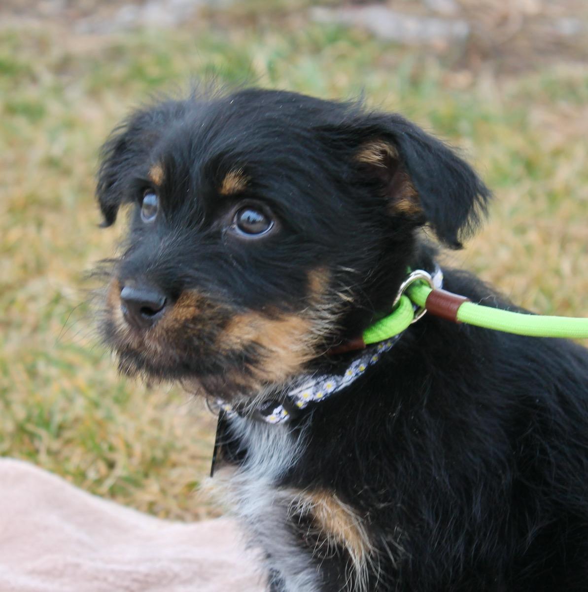 Enlarge Peyton, a ADOPTABLE mixed breed in Albuquerque, NM image 5/5