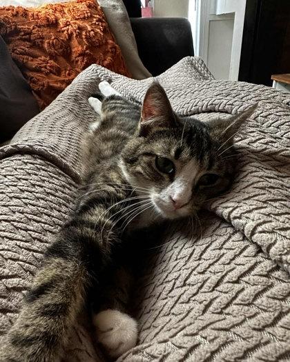 Nellie, Adoptable, Adult Female Domestic Short Hair & Domestic Short Hair.