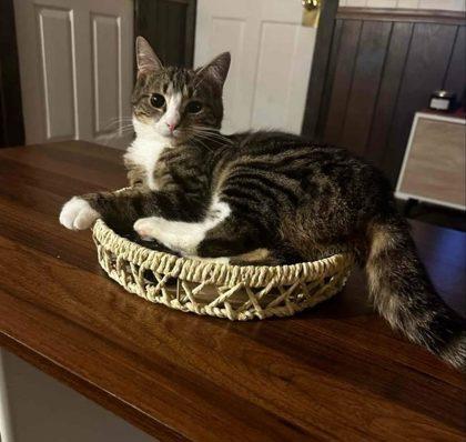 Nellie, a Adoptable mixed breed in Berwick, PA image 2/3