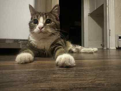 Nellie, a Adoptable mixed breed in Berwick, PA image 3/3