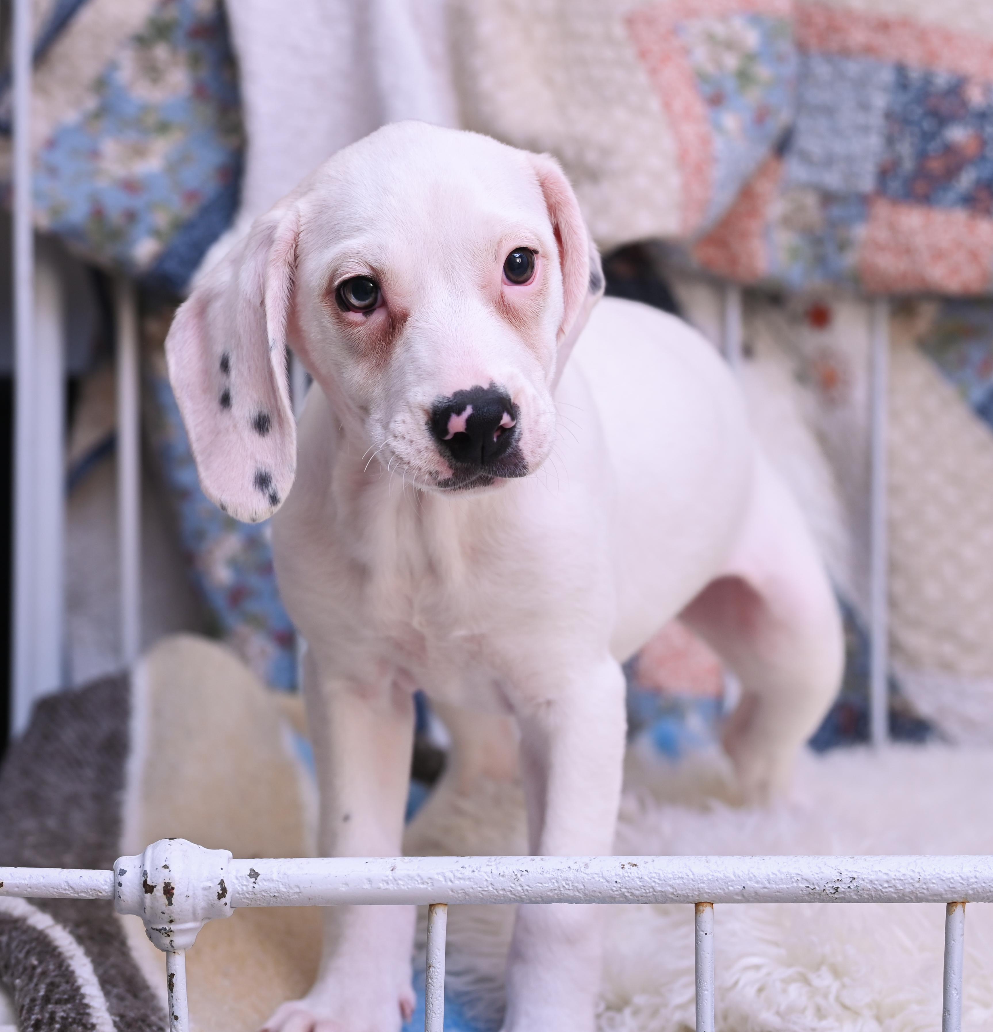 Daisy Mae