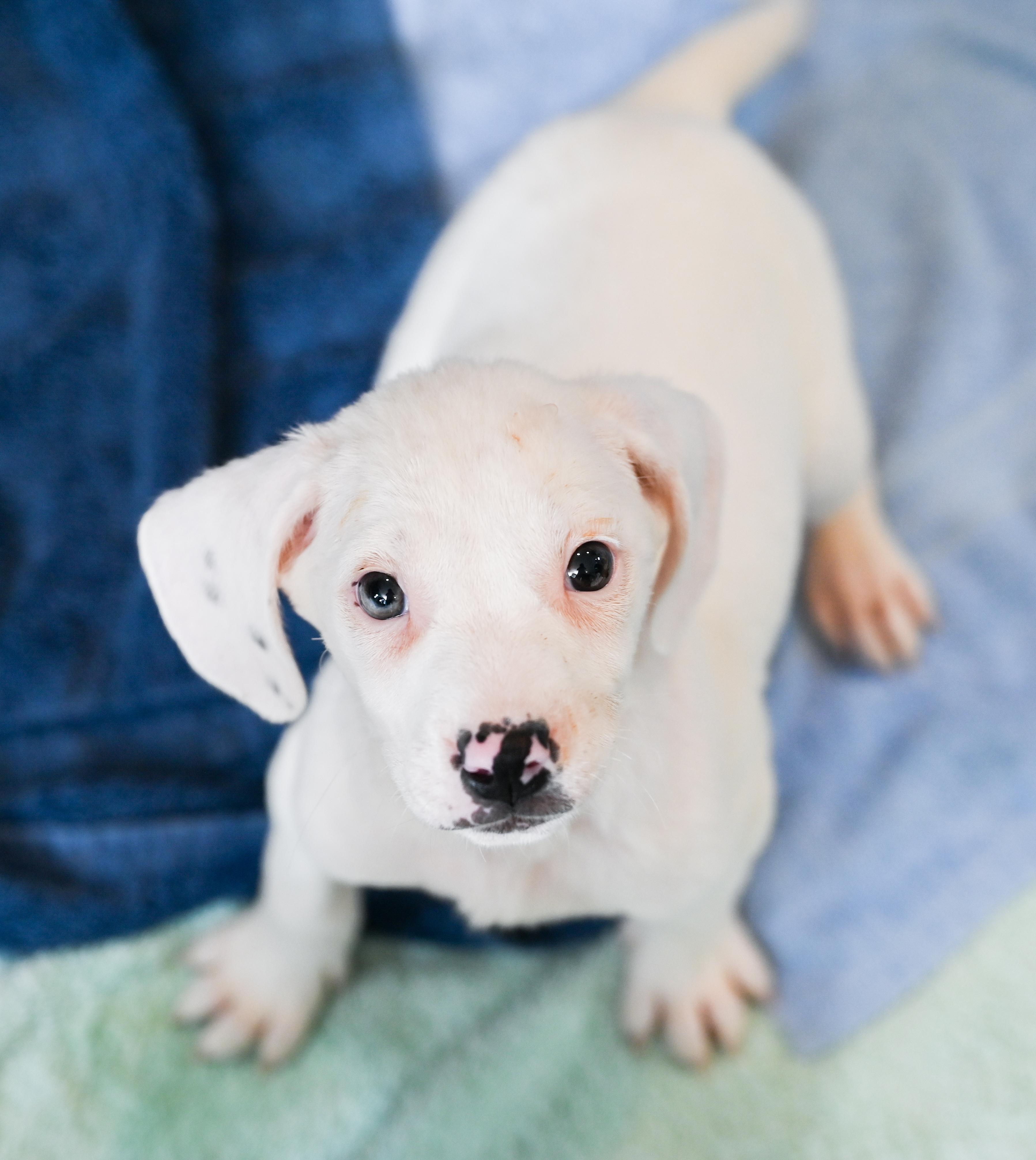 Daisy Mae