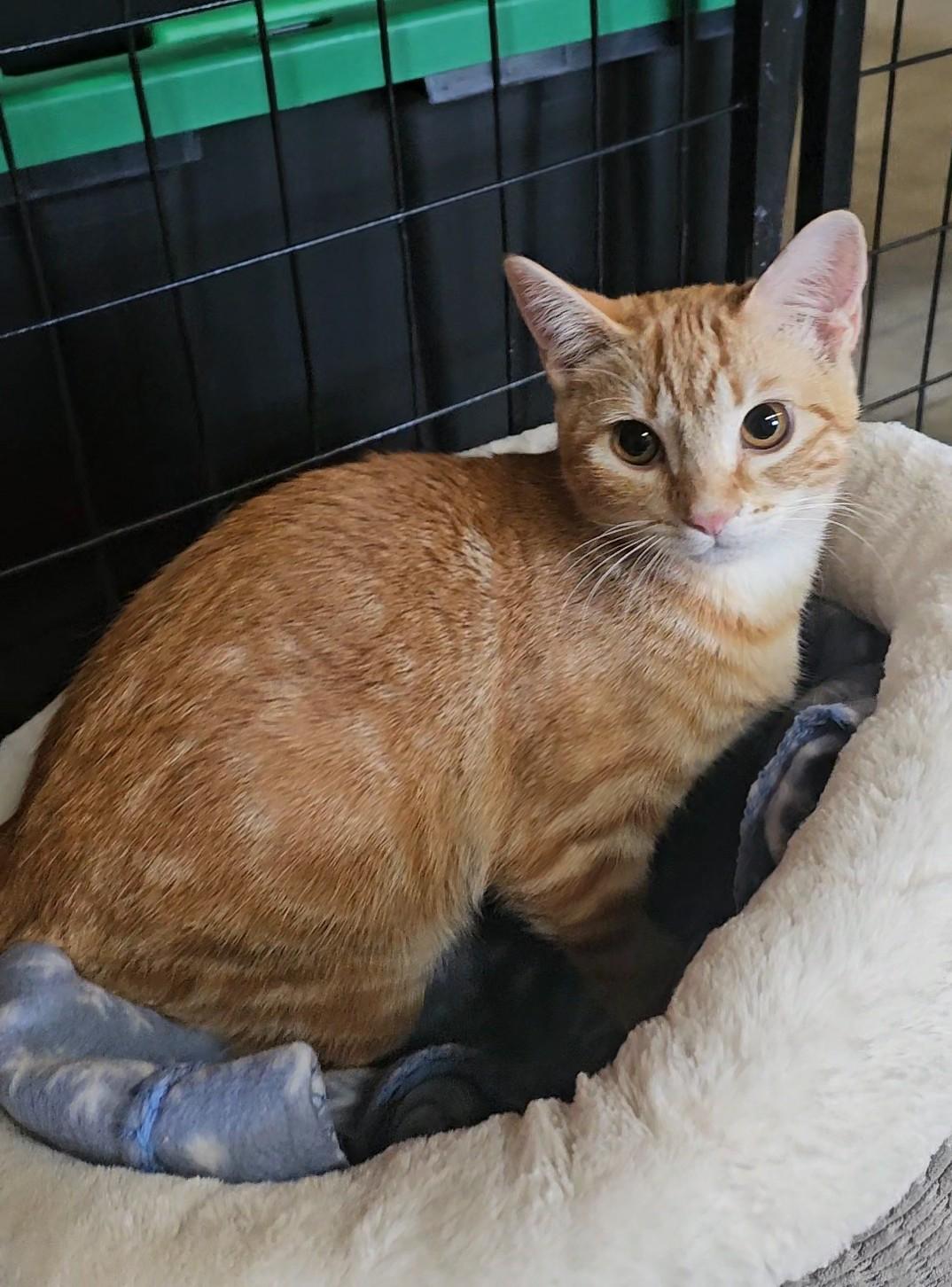 Enlarge DAHLIA, a Adoptable American Shorthair in Pinedale, WY image 4/5