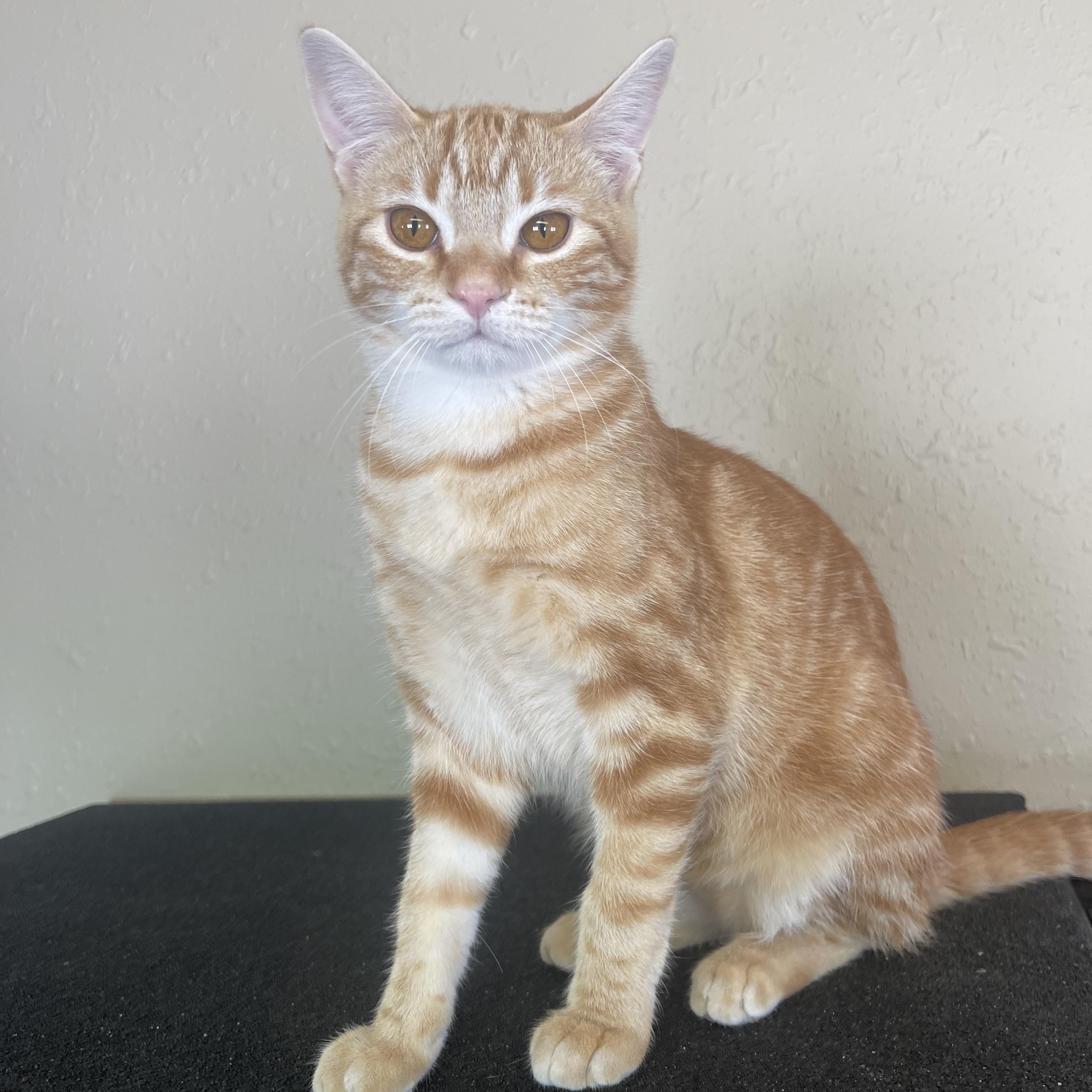 Enlarge DAHLIA, a Adoptable American Shorthair in Pinedale, WY image 5/5