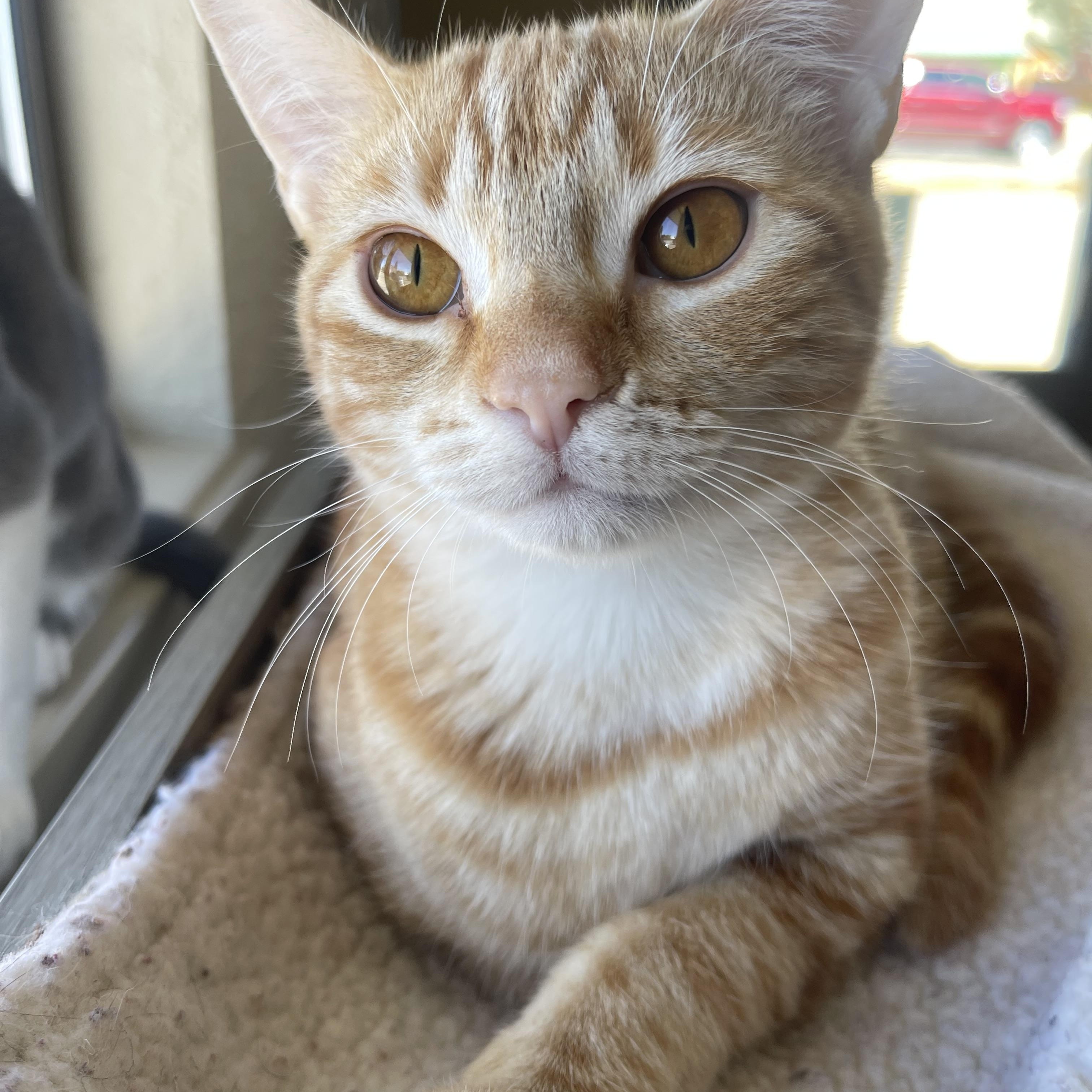 Enlarge DAHLIA, a Adoptable American Shorthair in Pinedale, WY image 2/5
