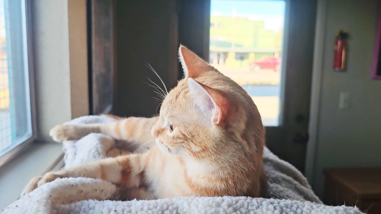 Enlarge DAHLIA, a Adoptable American Shorthair in Pinedale, WY video 3/5