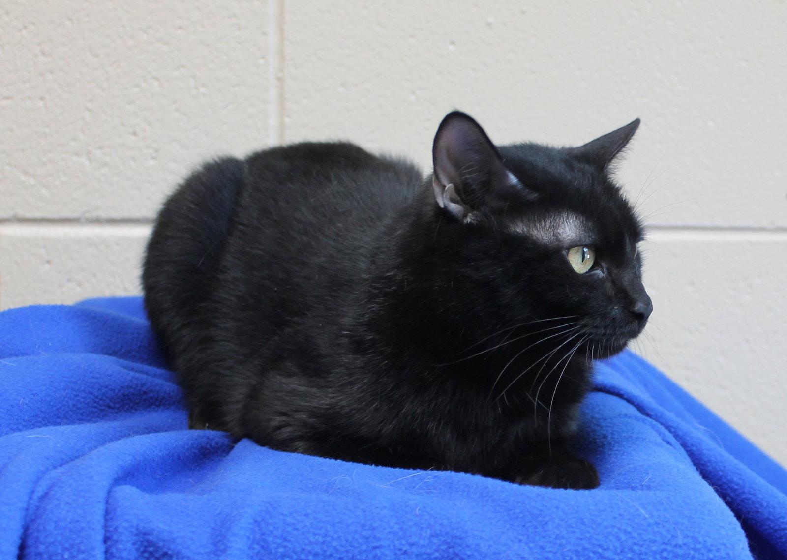 Vlad - 44442, Adoptable, Kitten Male Domestic Short Hair.