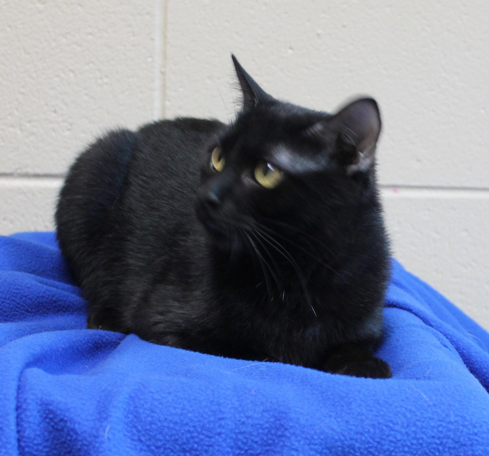 Enlarge Vlad - 44442, a Adoptable Domestic Short Hair in Prattville, AL image 2/3