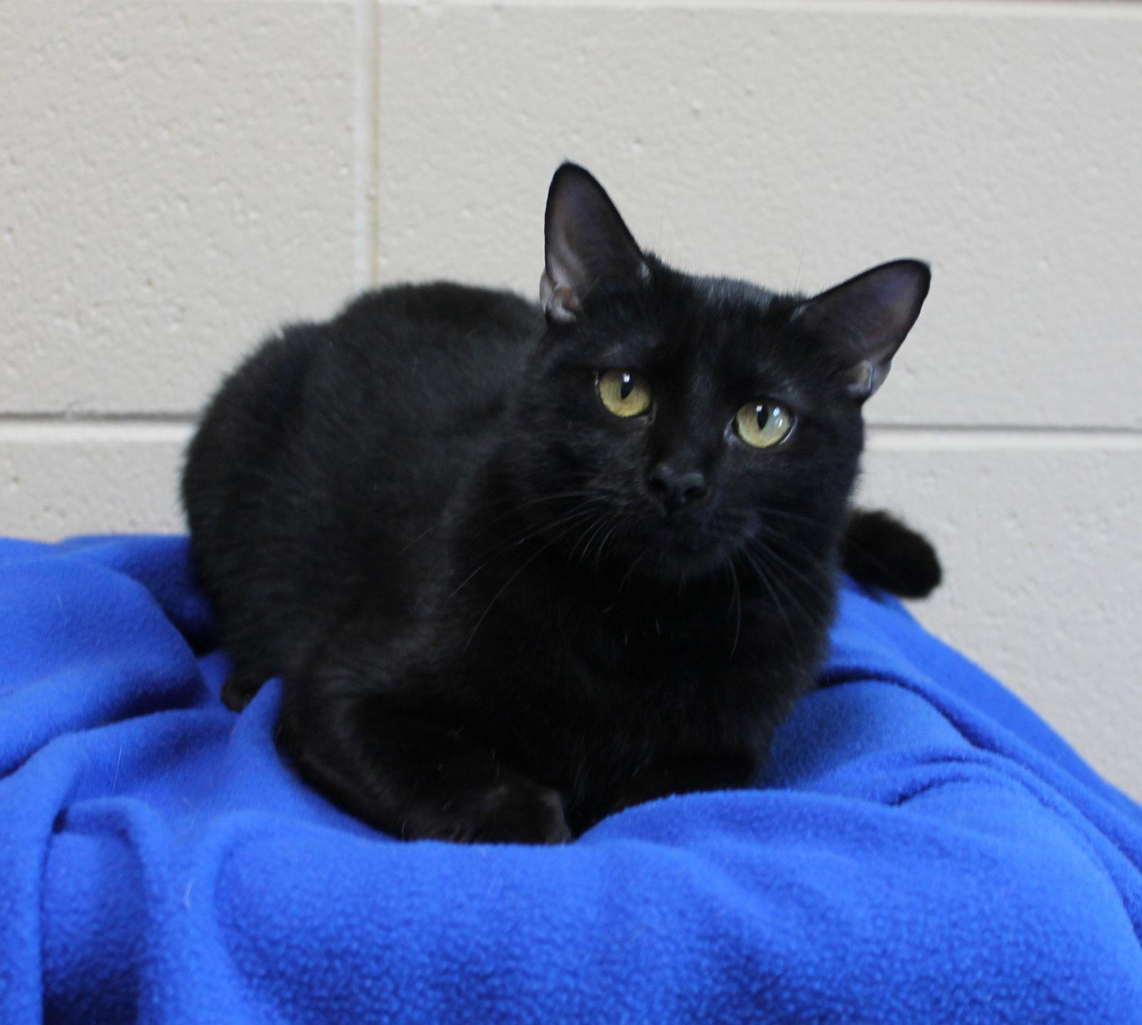 Enlarge Vlad - 44442, a Adoptable Domestic Short Hair in Prattville, AL image 3/3