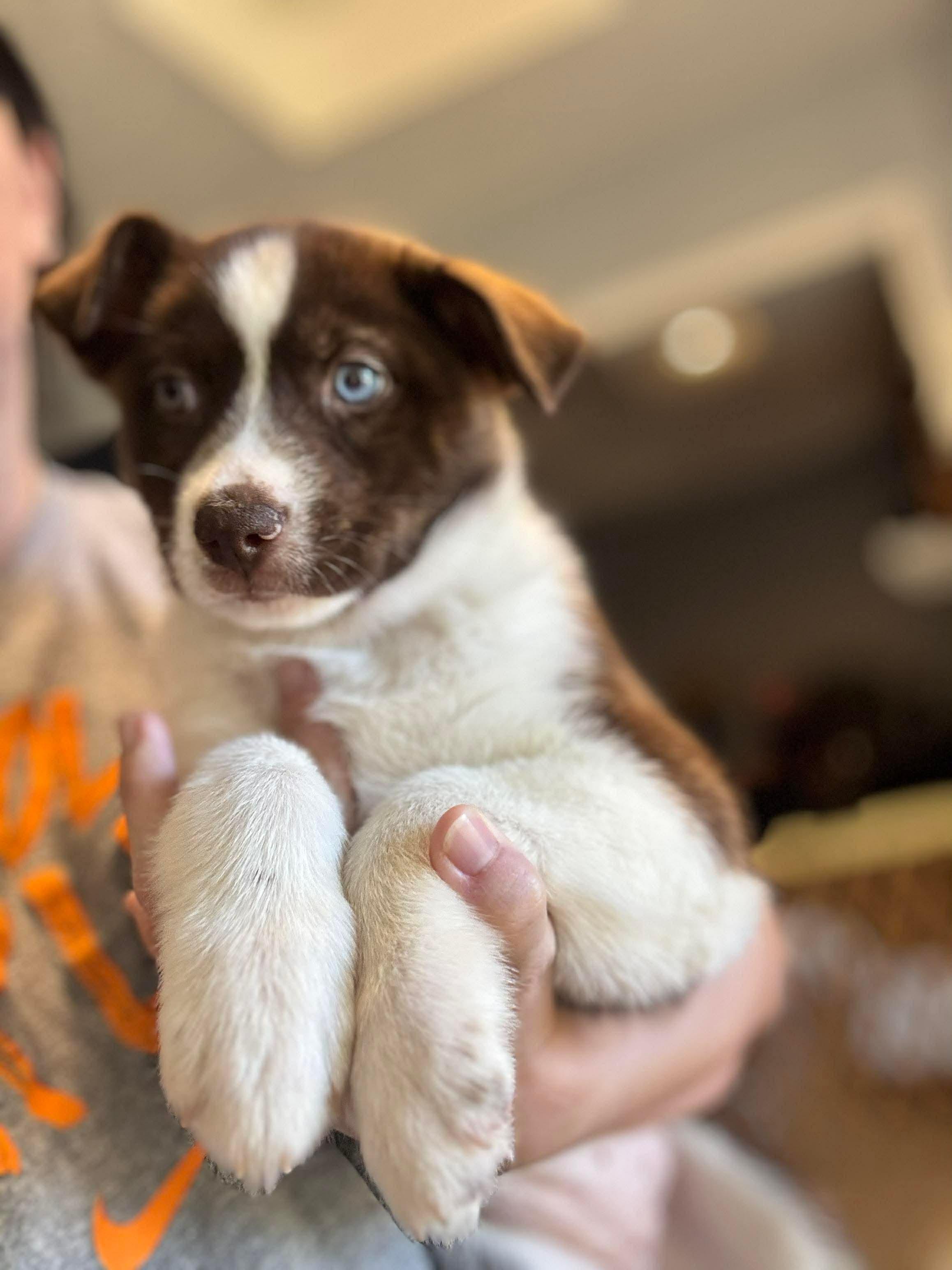Sage, a Adoptable mixed breed in Crystal Lake, IL image 1/5