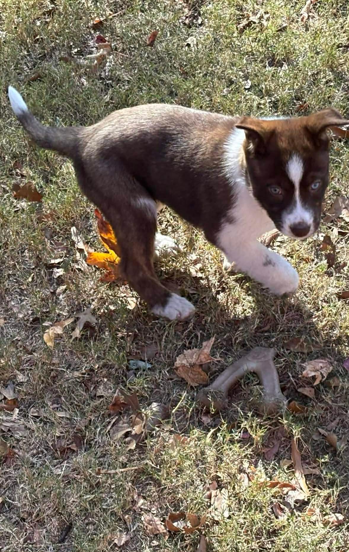 Sage, a Adoptable mixed breed in Crystal Lake, IL image 2/5