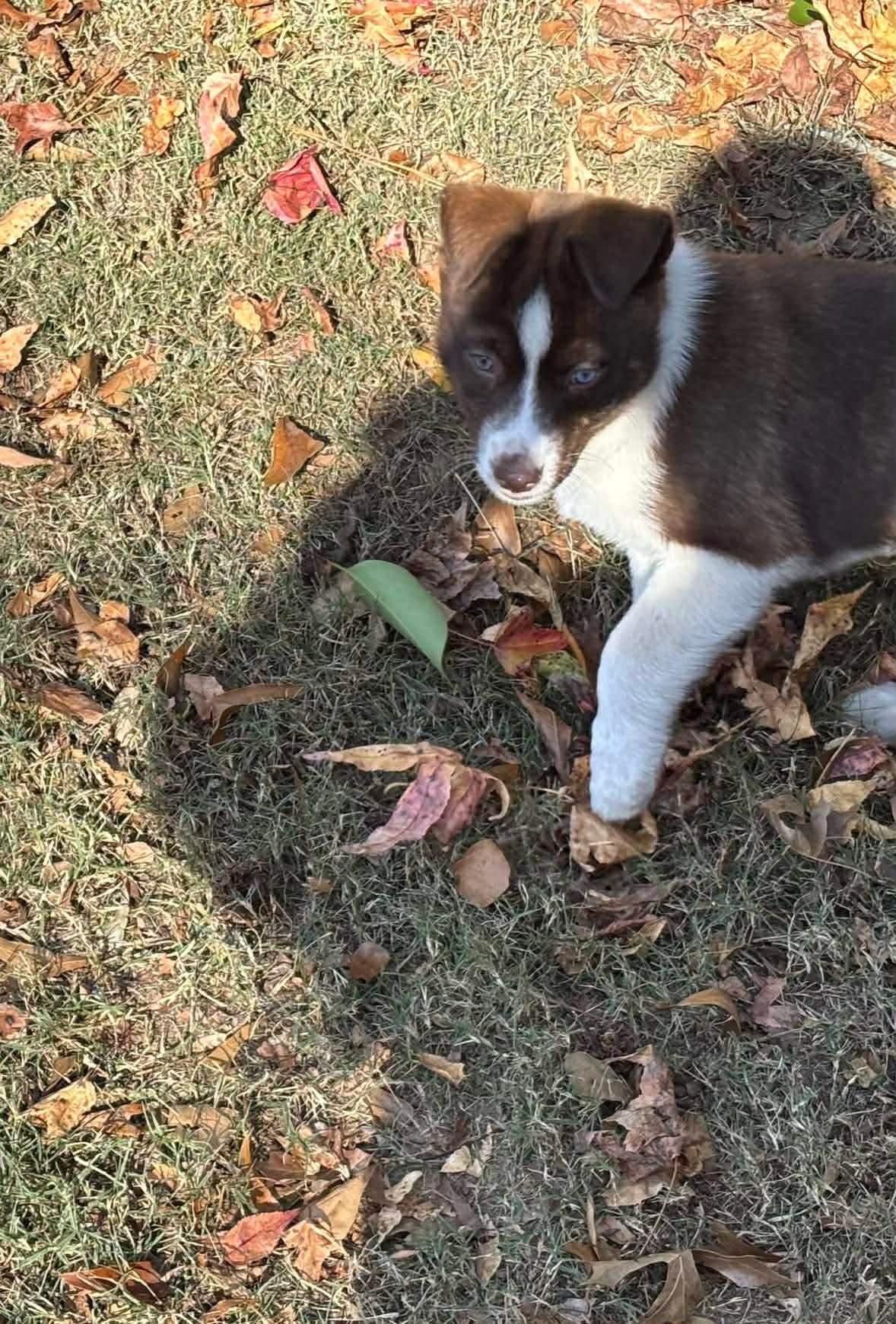 Sage, a Adoptable mixed breed in Crystal Lake, IL image 3/5