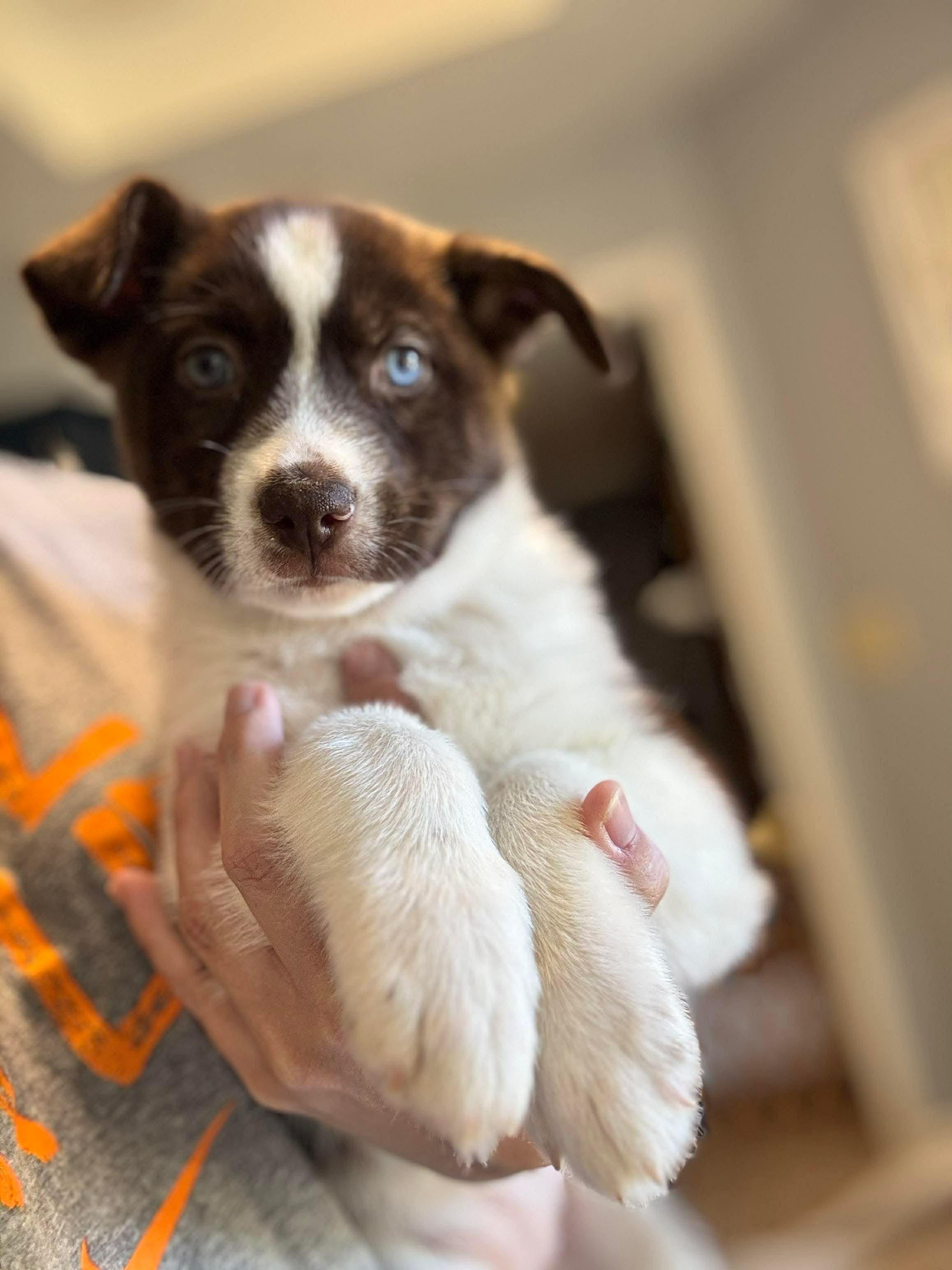 Sage, a Adoptable mixed breed in Crystal Lake, IL image 4/5