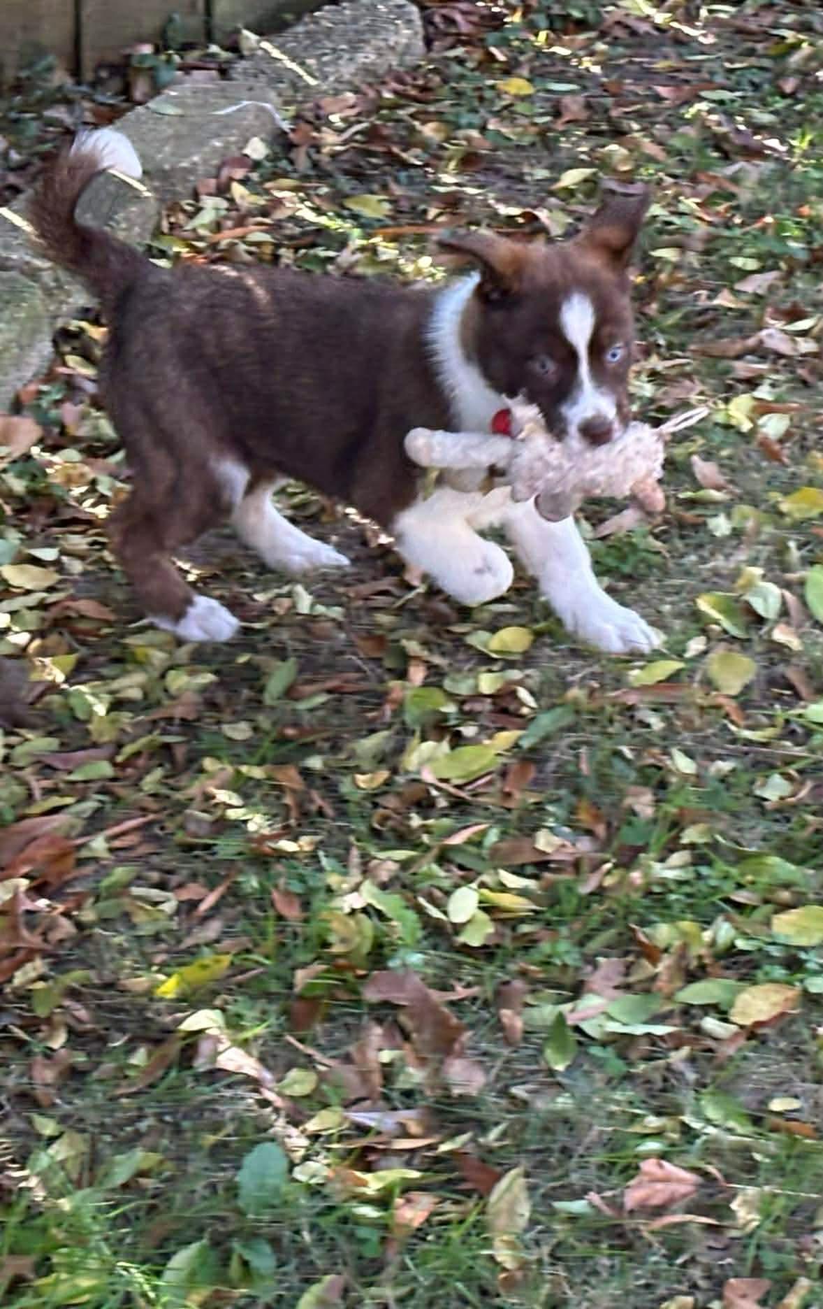 Sage, a Adoptable mixed breed in Crystal Lake, IL image 5/5