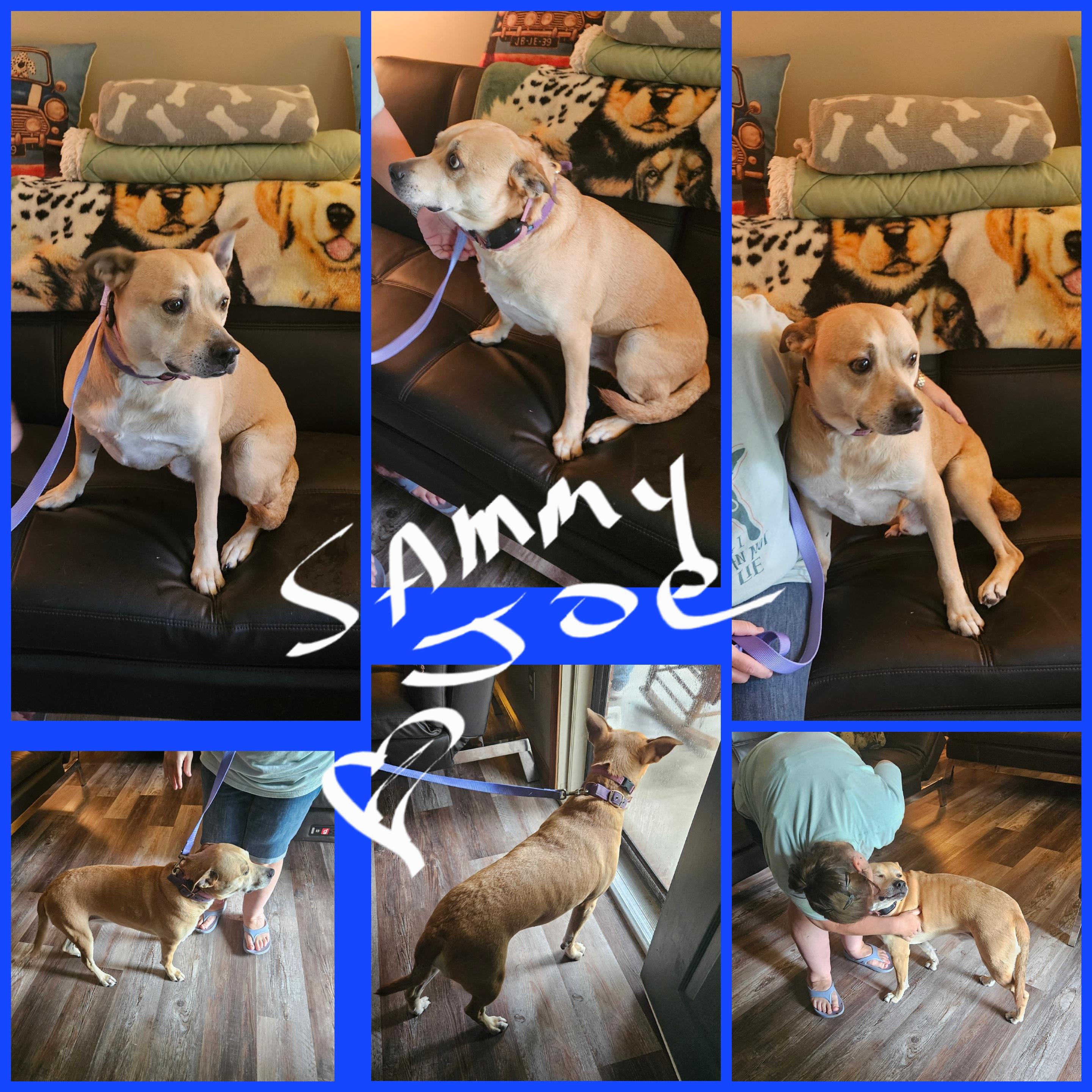 SAMMY JOE, Young Male Yellow Labrador Retriever