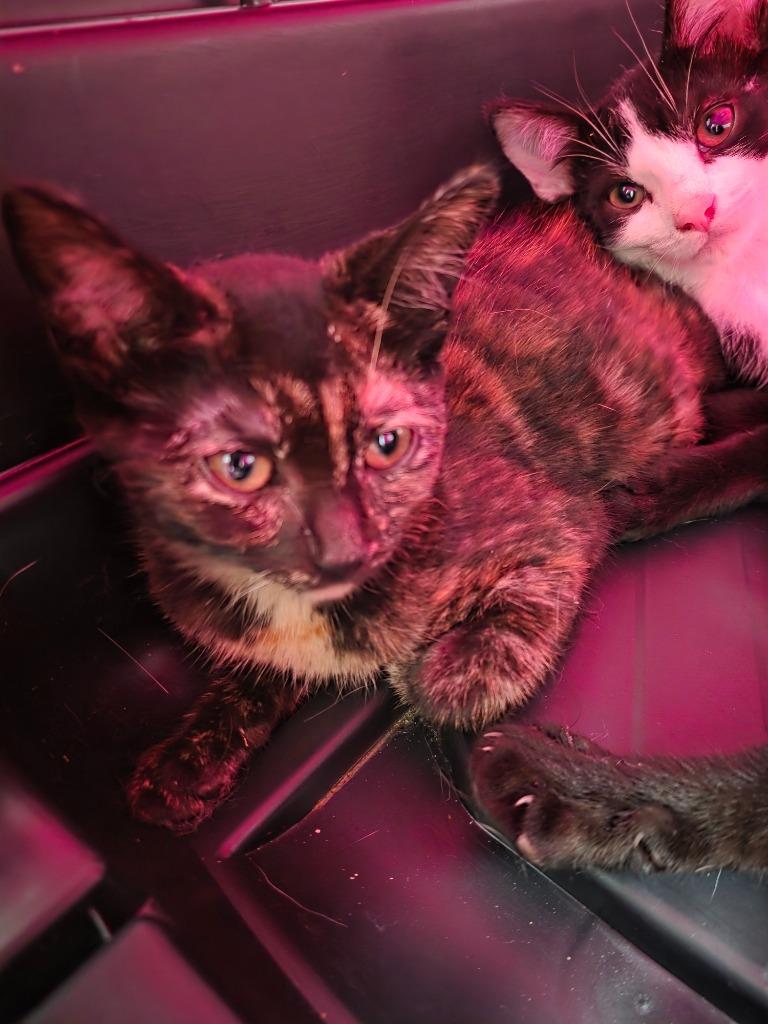 Enlarge Tequila (Luna), a Adoptable Domestic Short Hair in Fort Myers, FL image 1/3