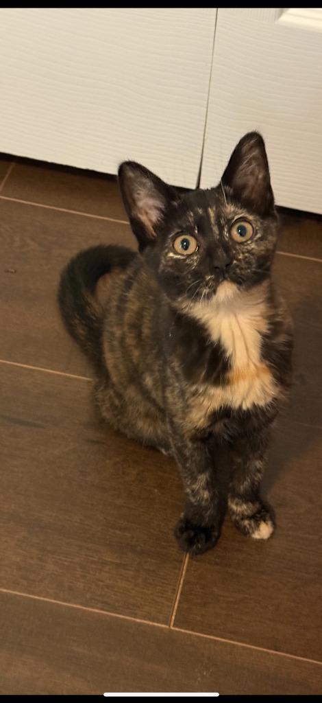 Enlarge Tequila (Luna), a Adoptable Domestic Short Hair in Fort Myers, FL image 2/3