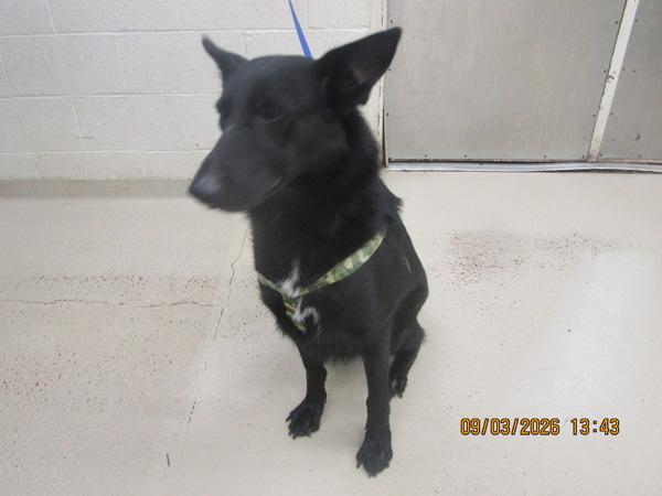 Viva(859), Adoptable, Young Female German Shepherd Dog & Border Collie.
