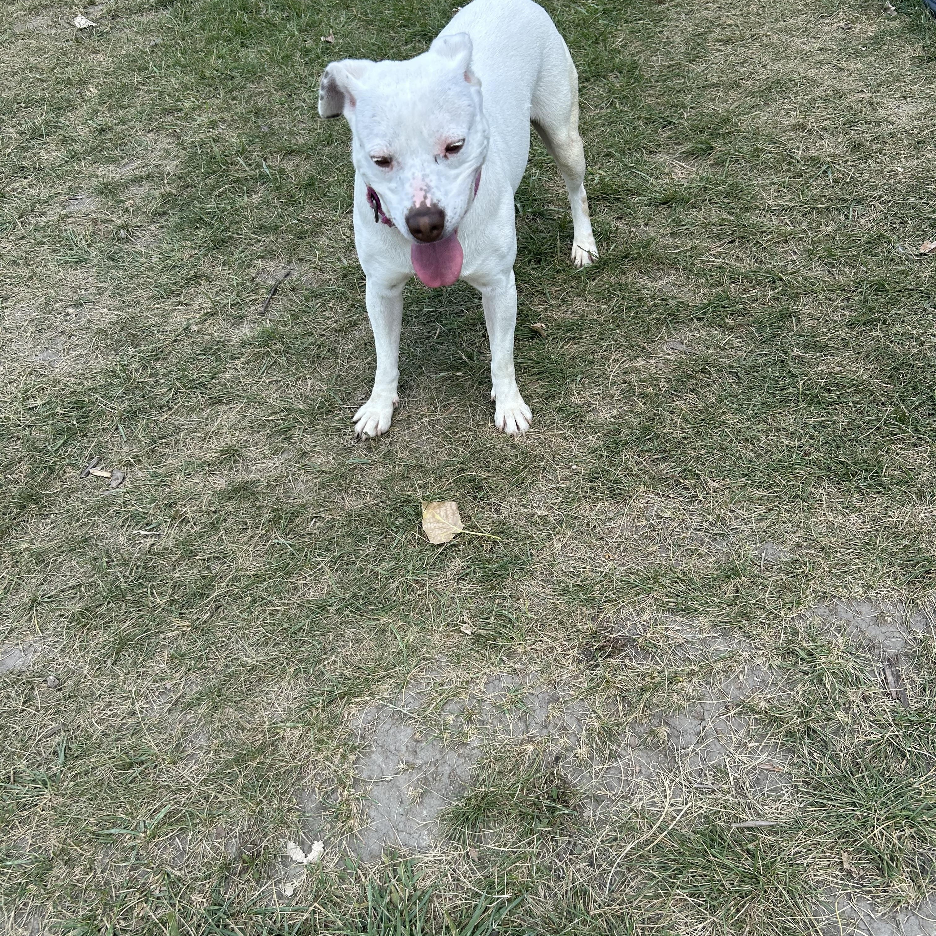 Iris, a Adoptable mixed breed in Pleasant Ridge, MI image 5/5
