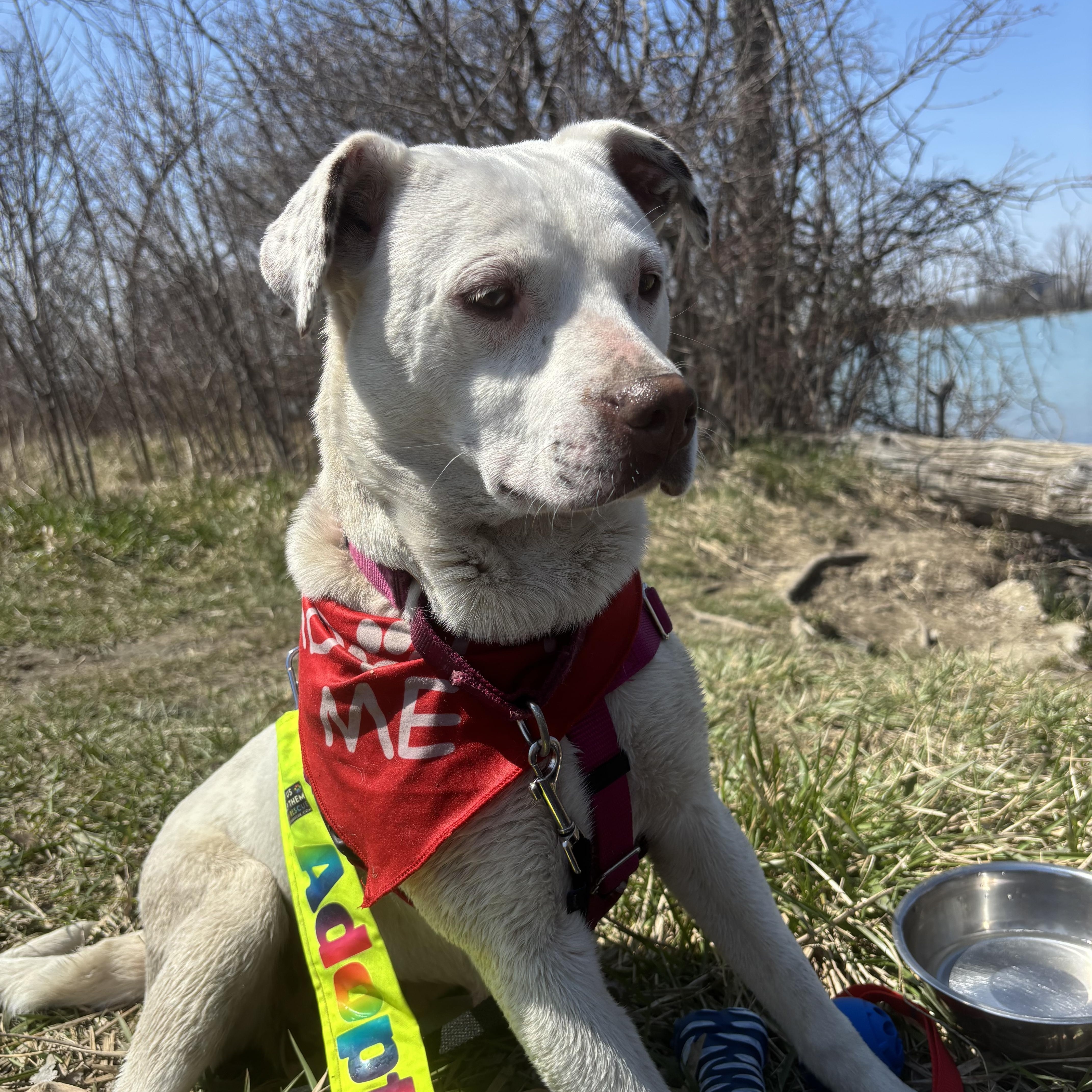 Iris, a Adoptable mixed breed in Pleasant Ridge, MI image 3/5