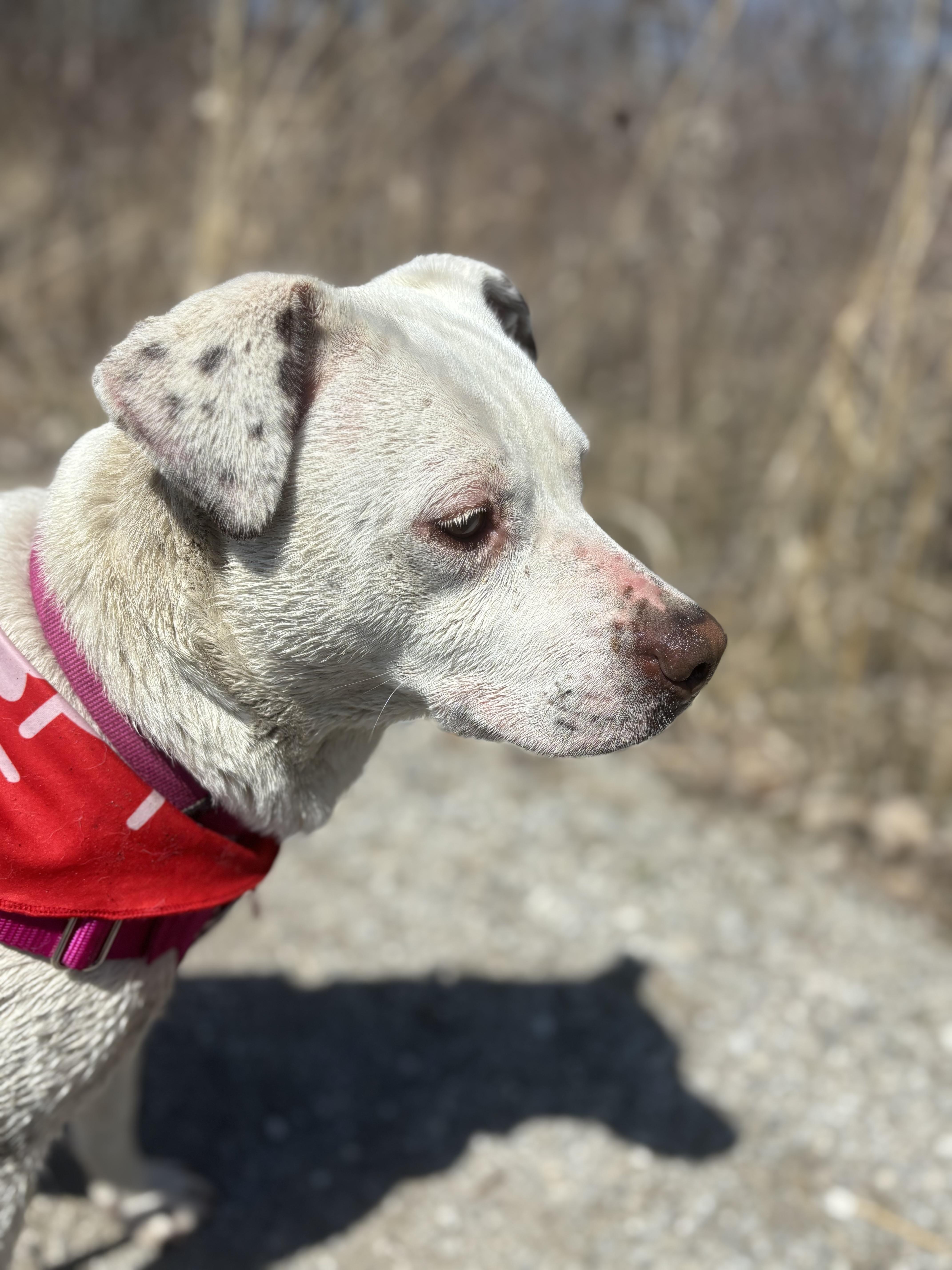 Iris, a Adoptable mixed breed in Pleasant Ridge, MI image 4/5