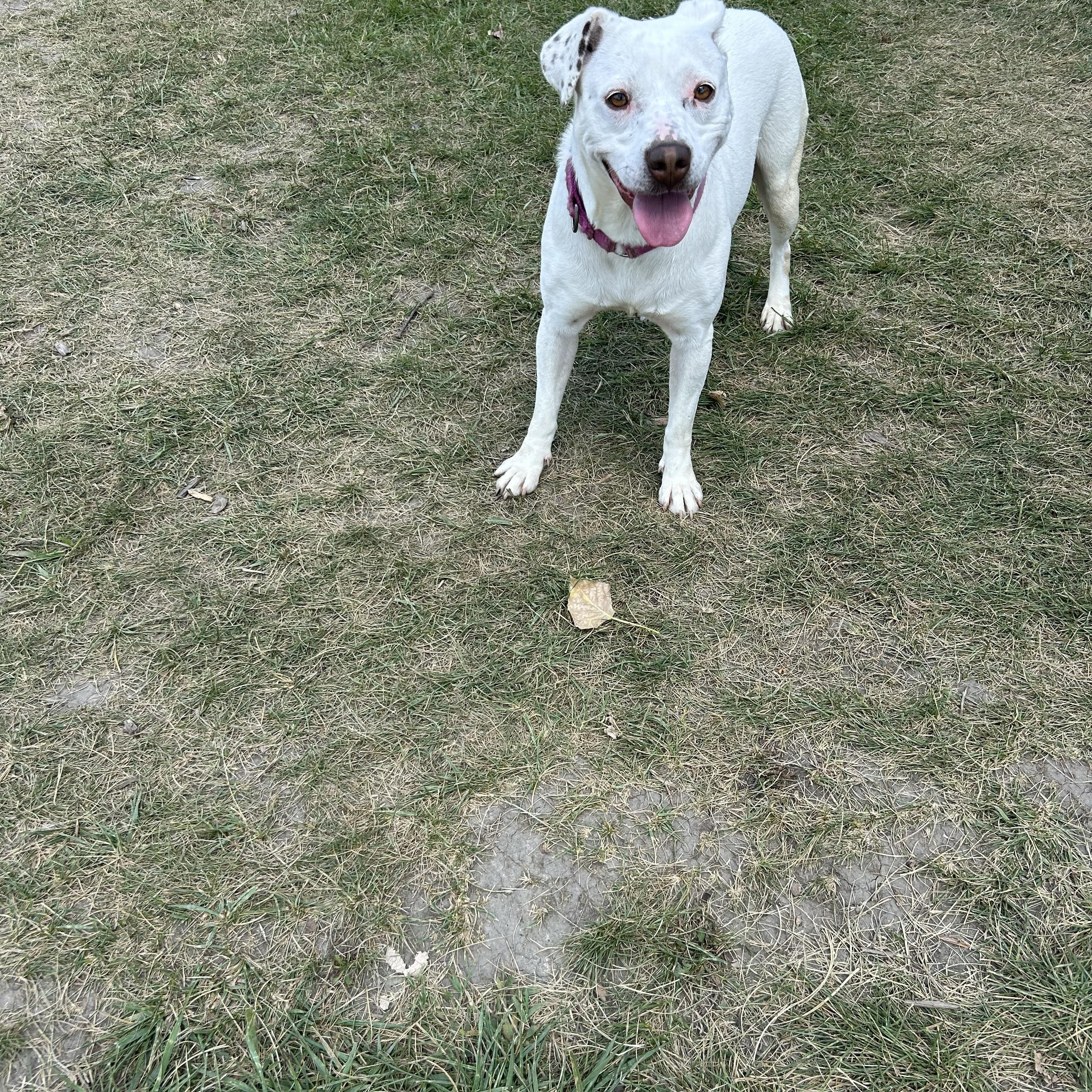 Iris, Adoptable, Adult Female Mixed Breed.