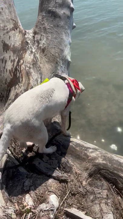 Enlarge Iris, a Adoptable mixed breed in Pleasant Ridge, MI video 2/5