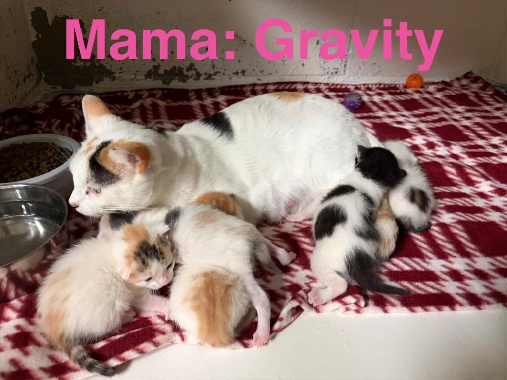 Gravity, Adoptable, Young Female Domestic Short Hair.