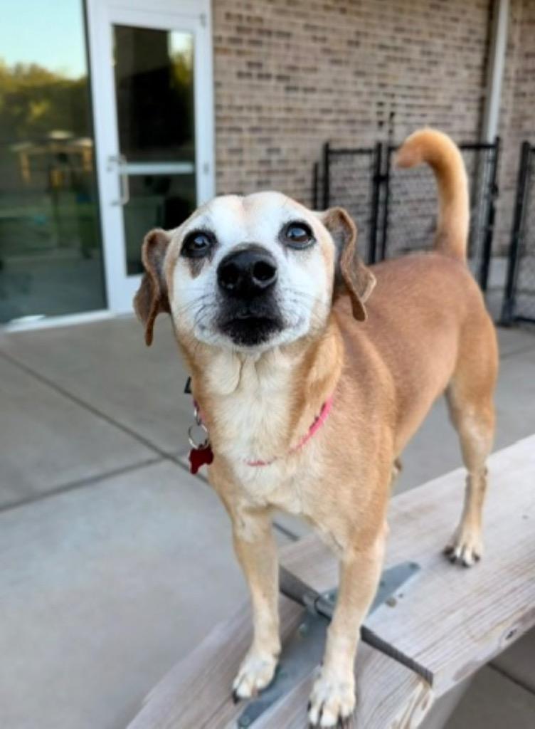 Enlarge Hudson, a Adoptable Chihuahua in Dalton, GA image 1/4
