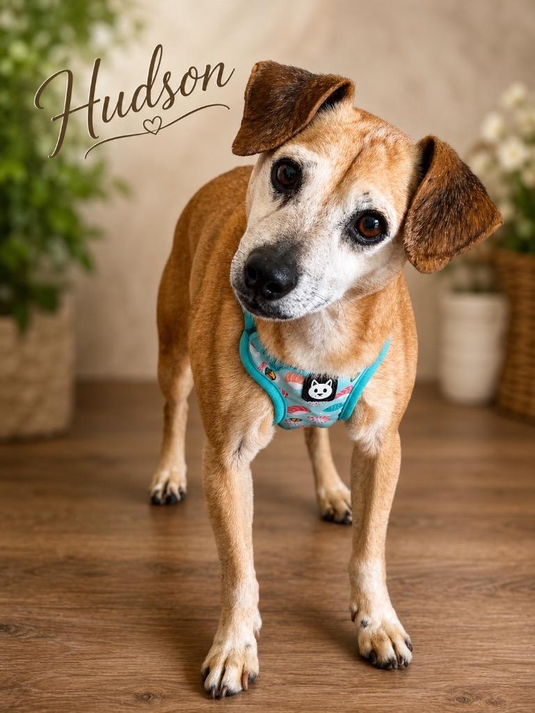 Enlarge Hudson, a Adoptable Chihuahua in Dalton, GA image 2/4