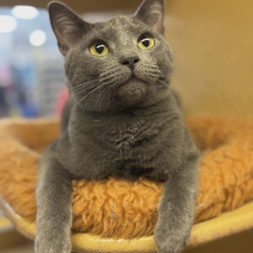 Enlarge License 700NGarth 08, a Adoptable mixed breed in Columbia, MO image 1/5