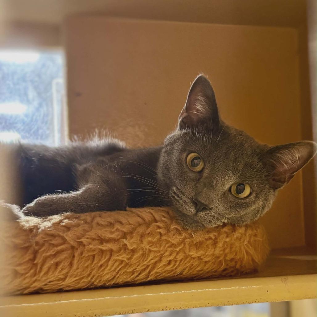 Enlarge License 700NGarth 08, a Adoptable mixed breed in Columbia, MO image 2/5