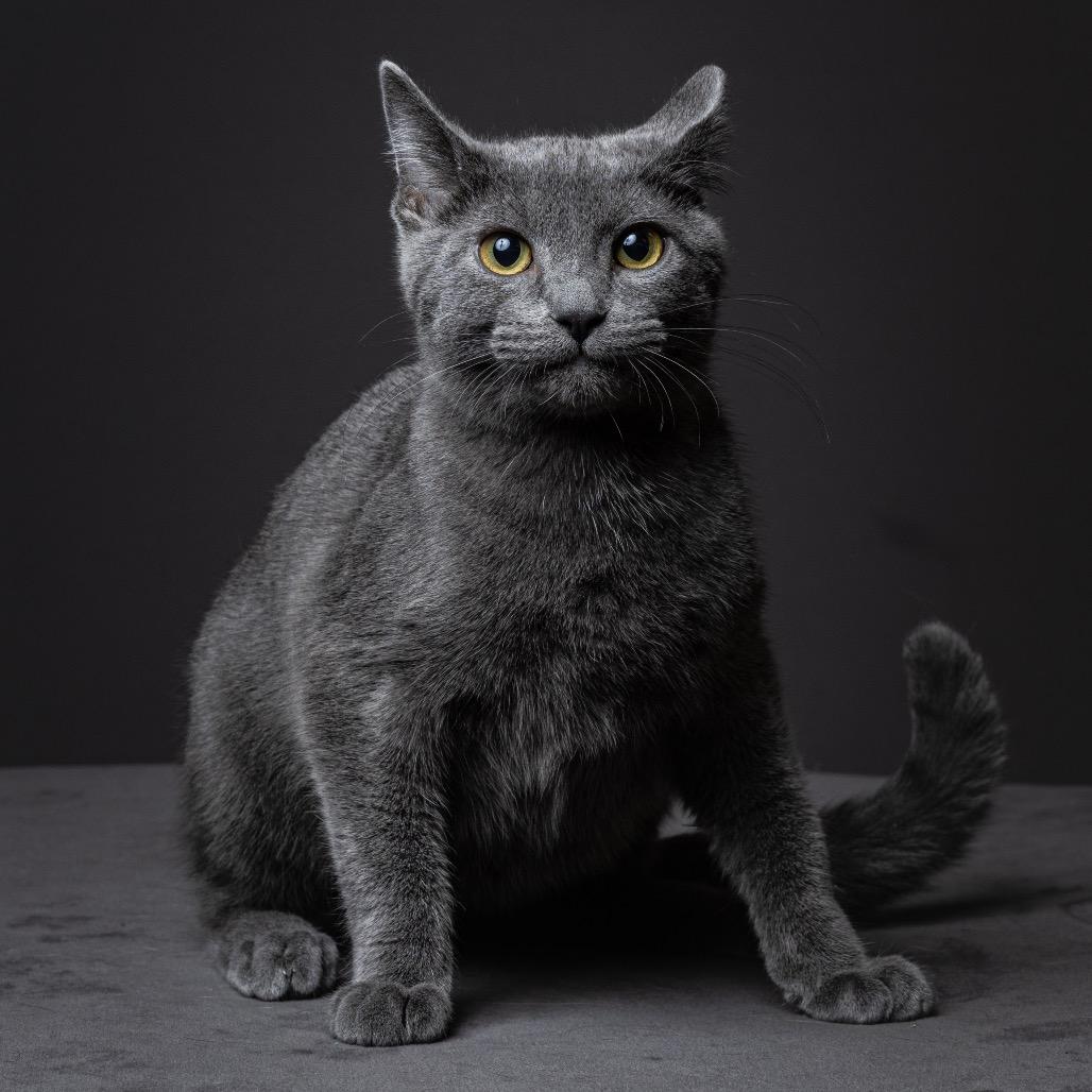 License 700NGarth08, Adoptable, Young Male Domestic Short Hair.