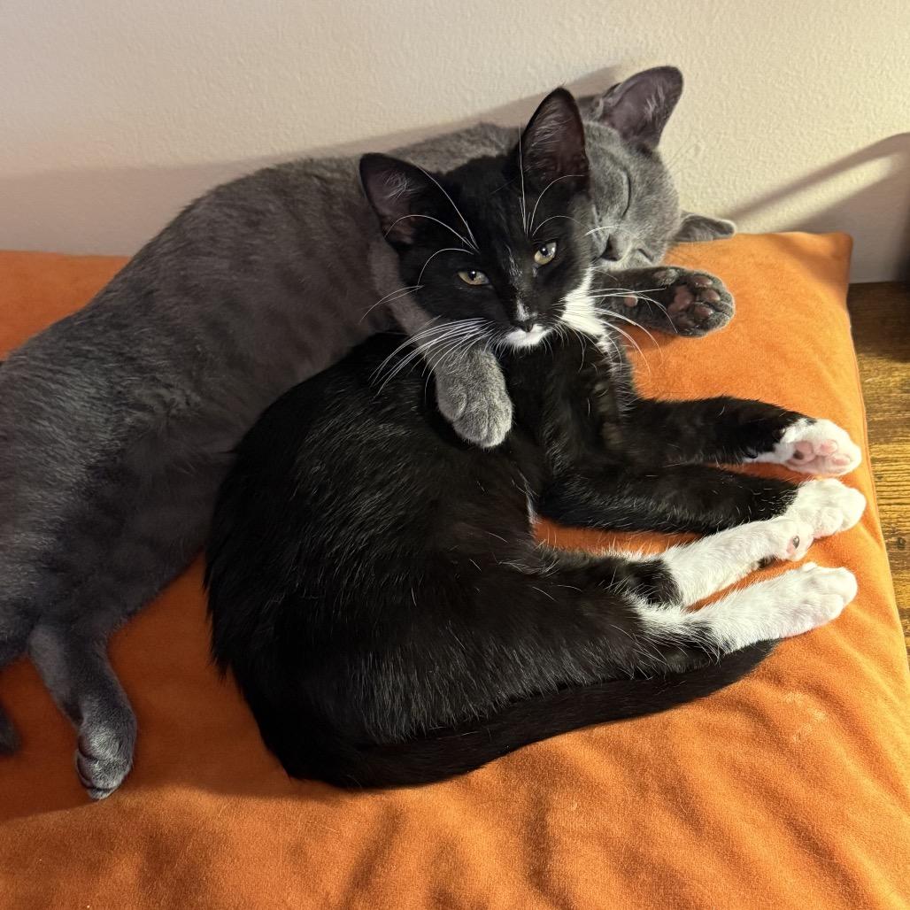 License 700NGarth08, Adoptable, Young Male Domestic Short Hair.