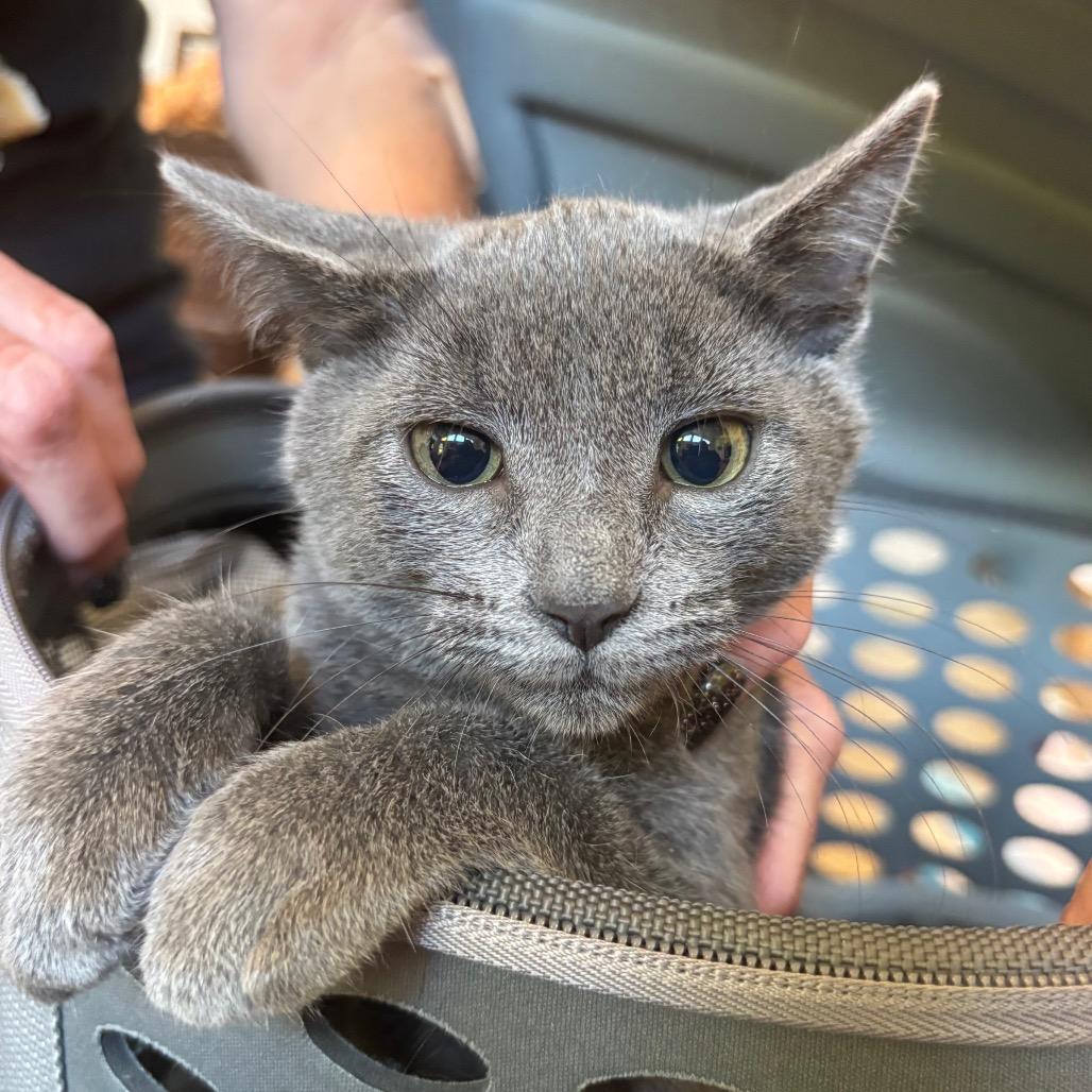Enlarge License 700NGarth08, a Adoptable Domestic Short Hair in Columbia, MO image 2/3