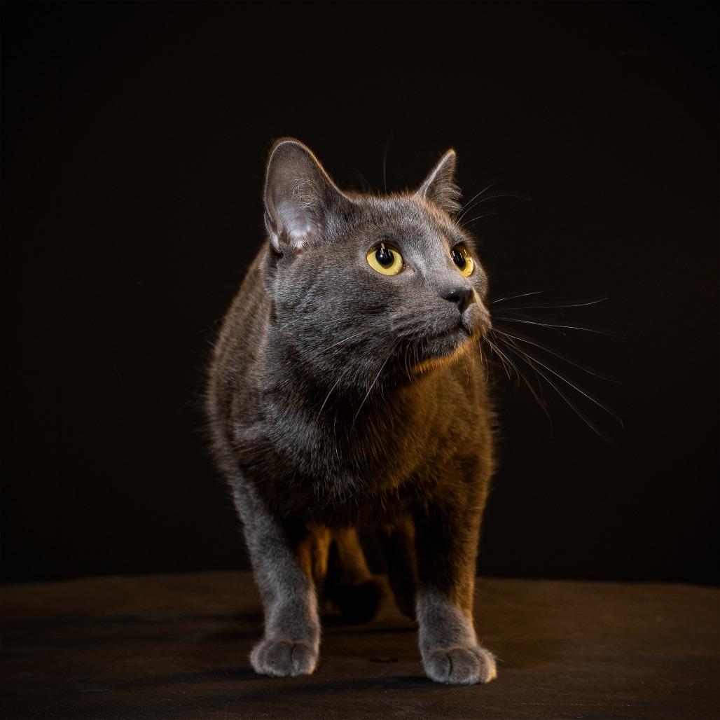 Enlarge License 700NGarth 08, a Adoptable mixed breed in Columbia, MO image 3/6