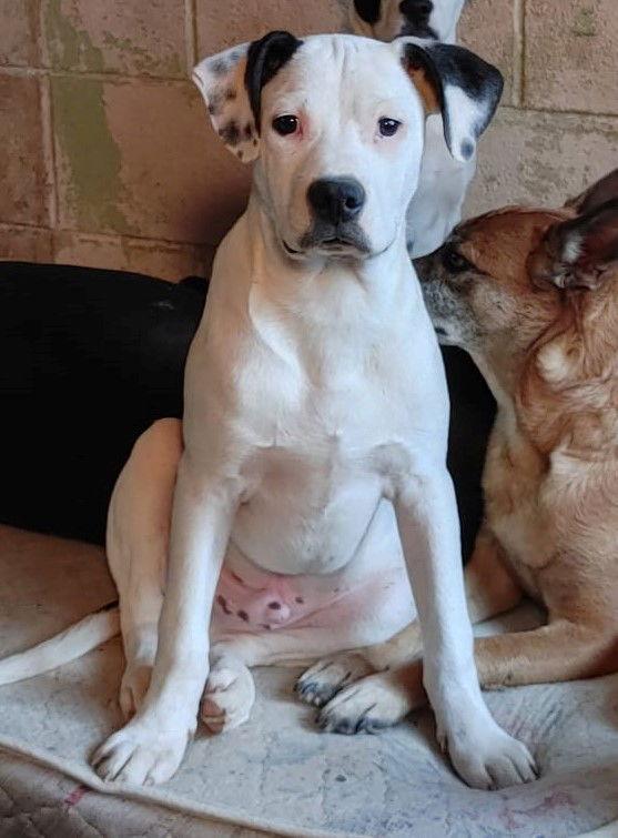 Enlarge Bronson, a Adoptable Mixed Breed in Poland, IN image 1/1