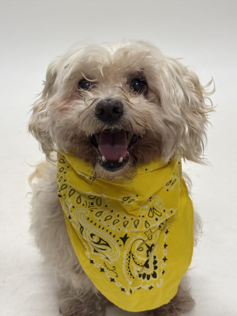 Enlarge SHYLO, a Adoptable mixed breed in Hayward, CA image 1/1