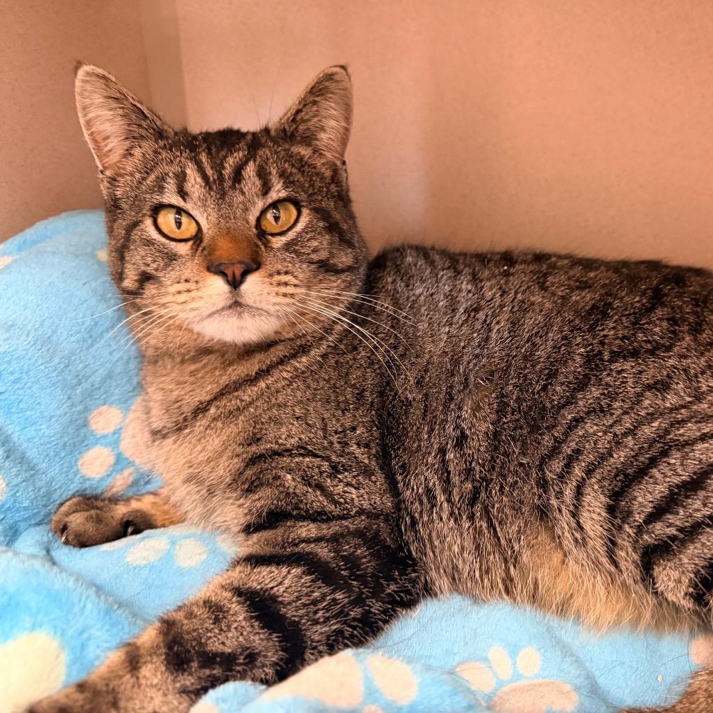 Enlarge Beans, a Adoptable Domestic Short Hair in Pagosa Springs, CO image 1/5