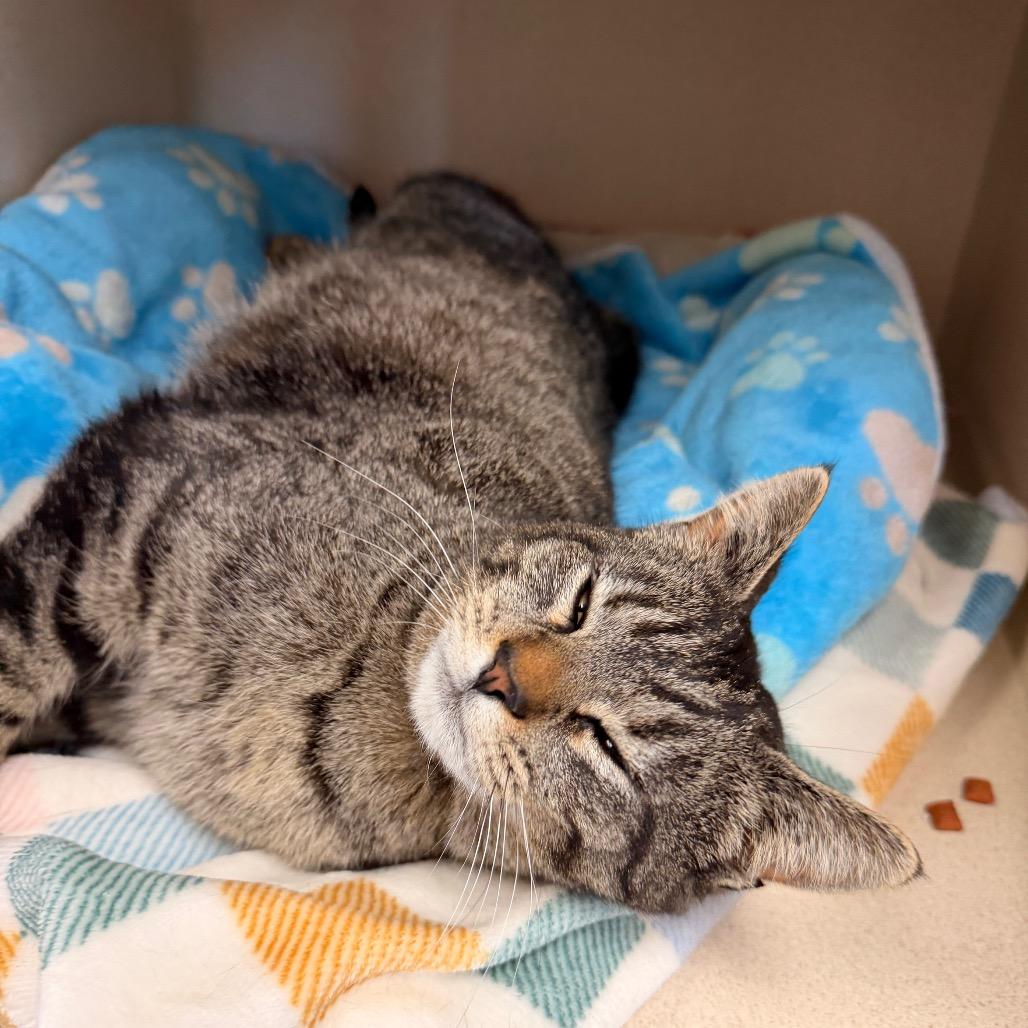 Enlarge Beans, a Adoptable Domestic Short Hair in Pagosa Springs, CO image 2/5