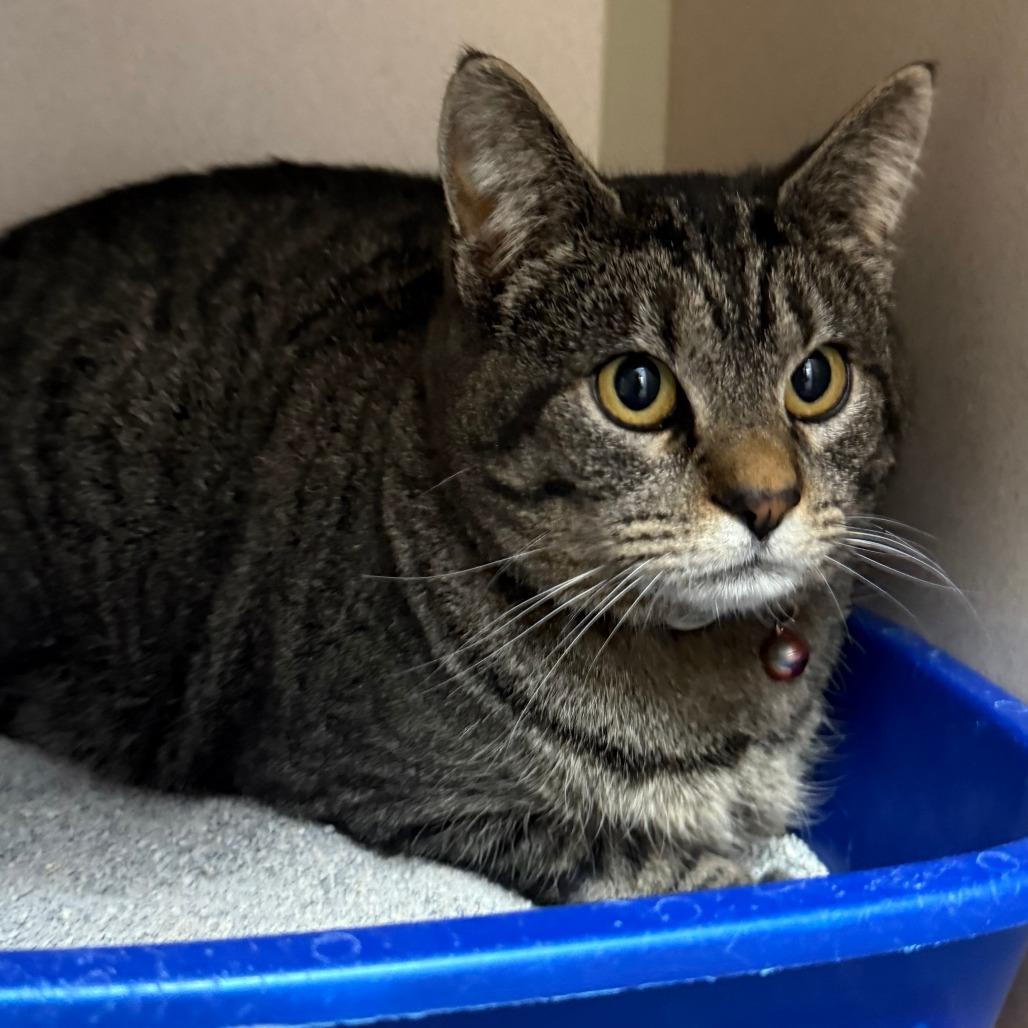 Enlarge Beans, a Adoptable Domestic Short Hair in Pagosa Springs, CO image 3/5