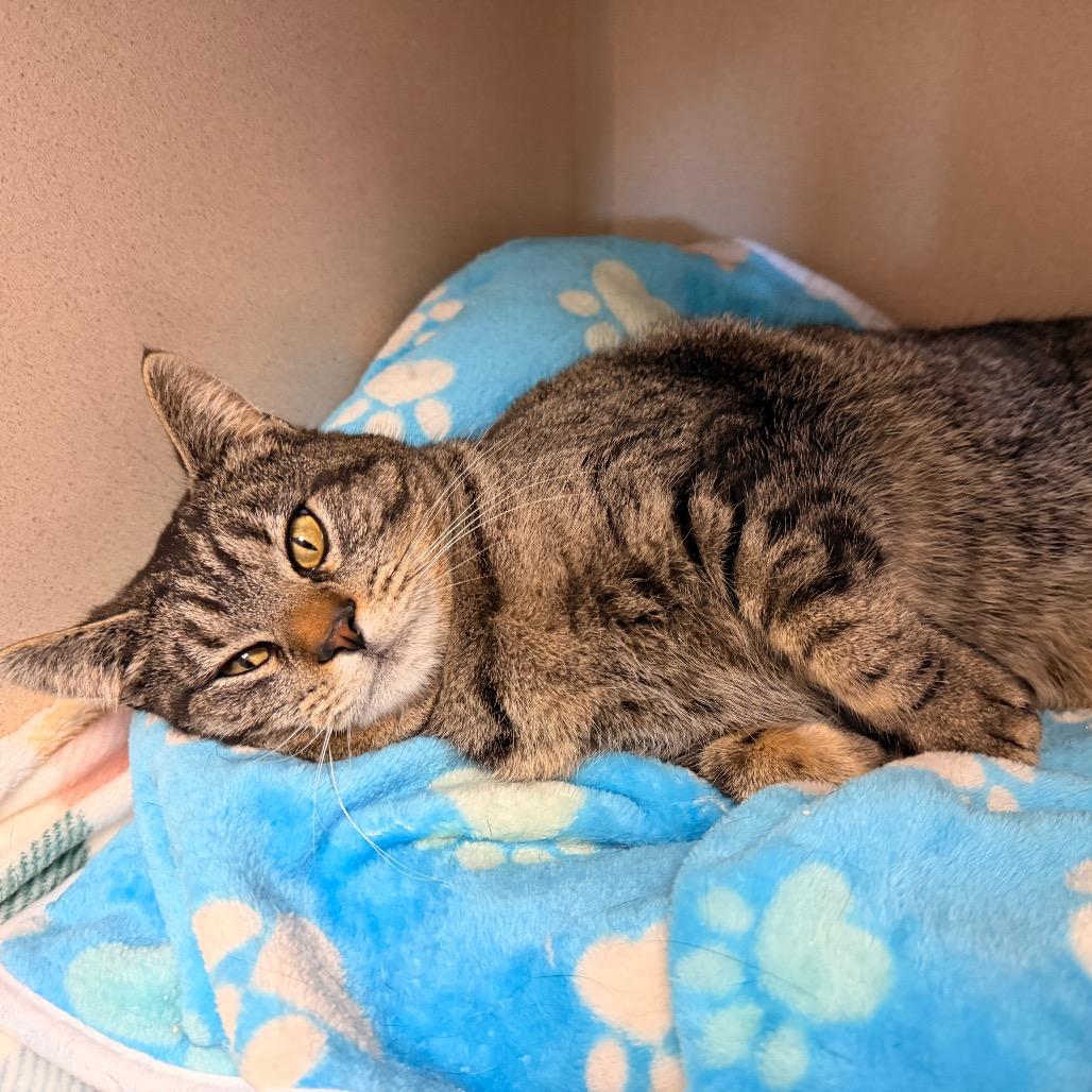 Enlarge Beans, a Adoptable Domestic Short Hair in Pagosa Springs, CO image 4/5